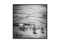 What´s up, Cows on Field, Ireland, black and white photograph, landscape