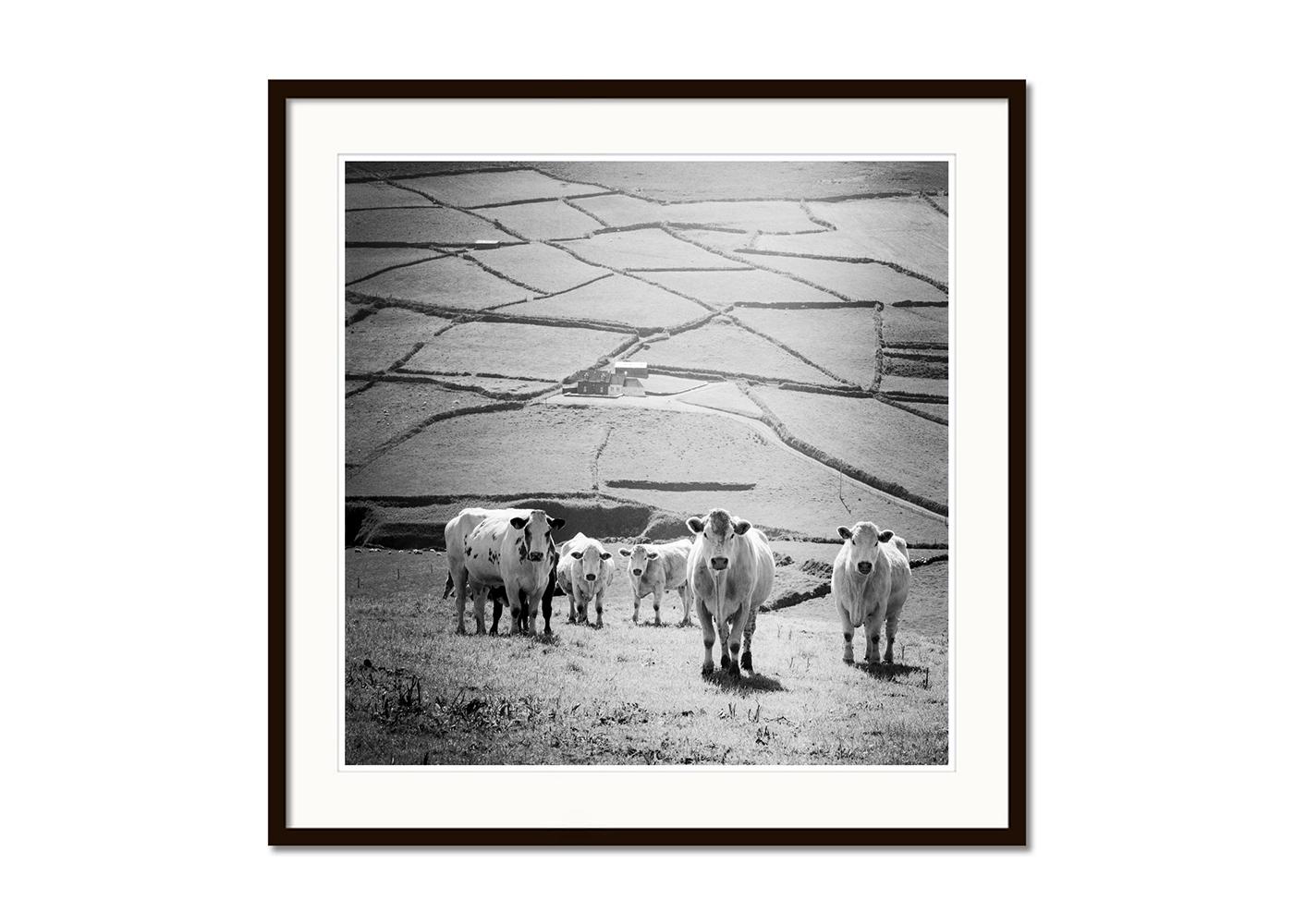 What's up, Kühe auf der Weide, Irland, Schwarzweißfotografie, Landschaft (Grau), Black and White Photograph, von Gerald Berghammer