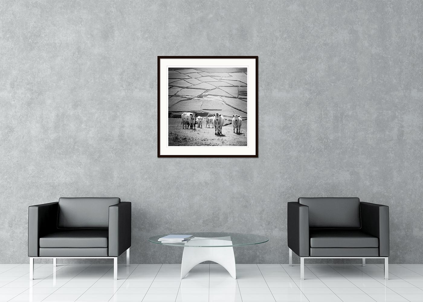 Schwarz-Weiß-Panorama-Fotografie. Kühe auf der Weide im irischen Hochland, Irland. Pigmenttintendruck, Auflage 9, signiert, betitelt, datiert und nummeriert vom Künstler. Mit Echtheitszertifikat. Bedruckt mit einem 4 cm breiten weißen