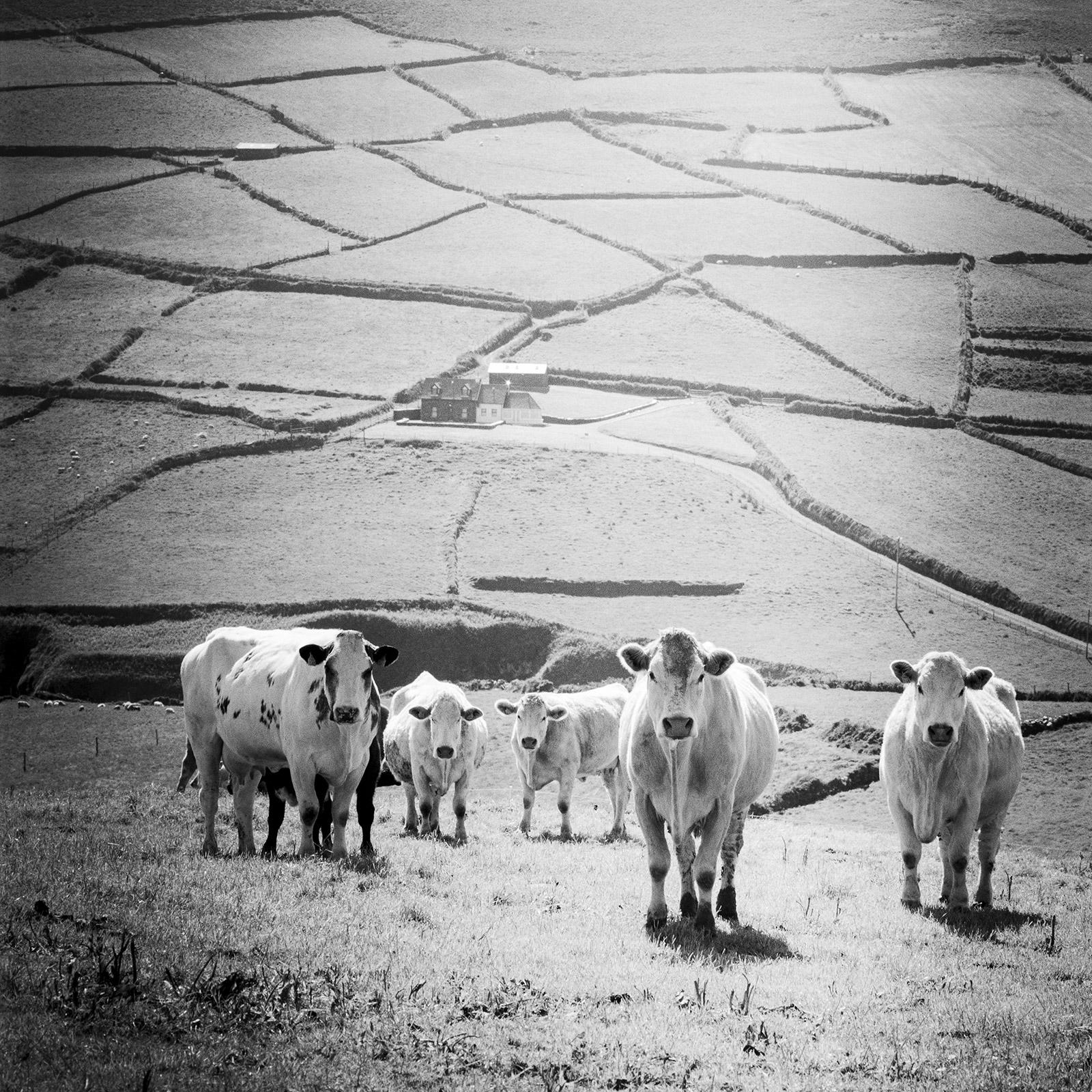 Gerald Berghammer Black and White Photograph - What´s up, Cows on Field, Ireland, black and white photography, art landscape