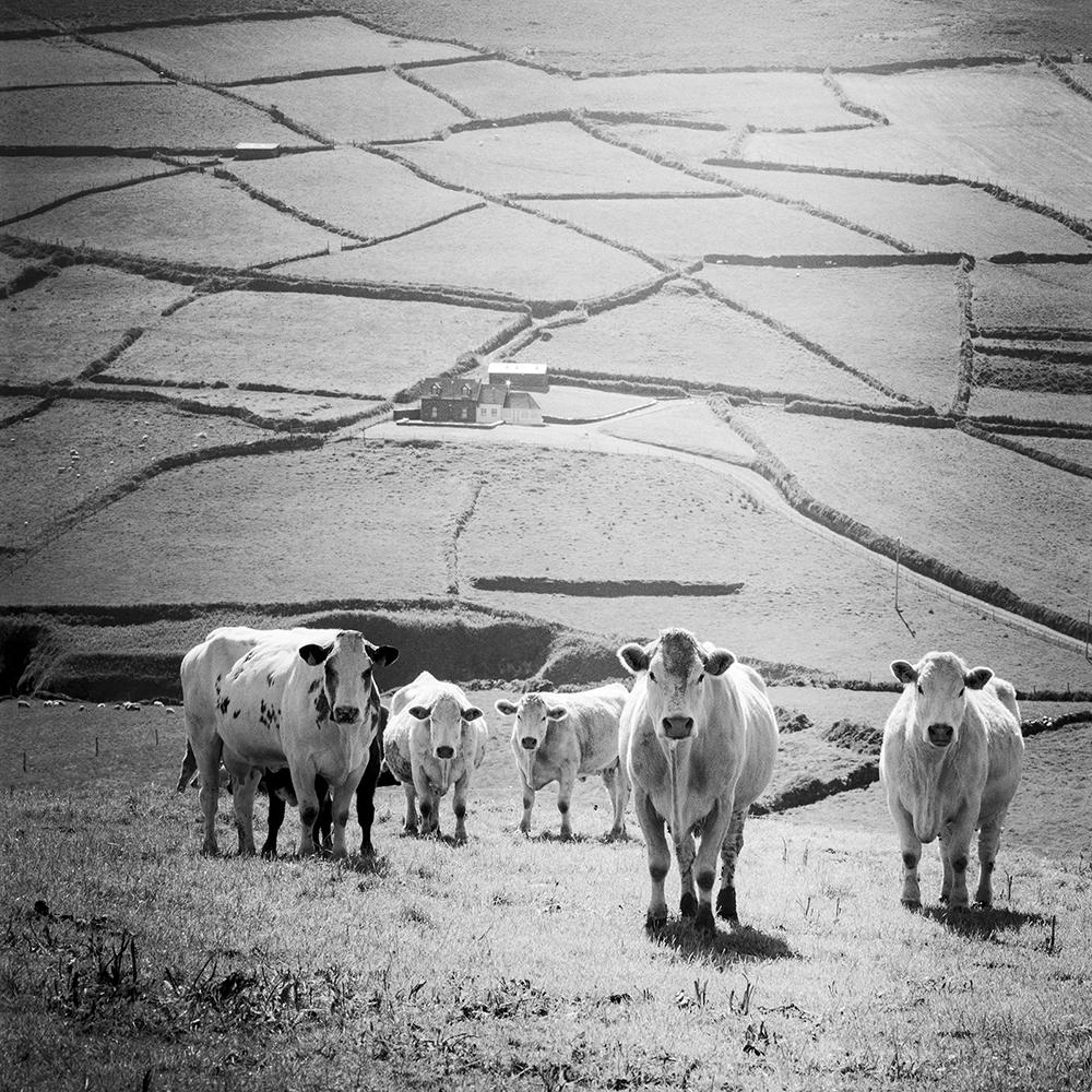 Gerald Berghammer Black and White Photograph – What's up, Kühe auf der Weide, Irland, Schwarzweißfotografie, Landschaft