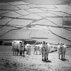 S.S. White, Vaches dans un champ, Irlande, photographie en noir et blanc, paysage