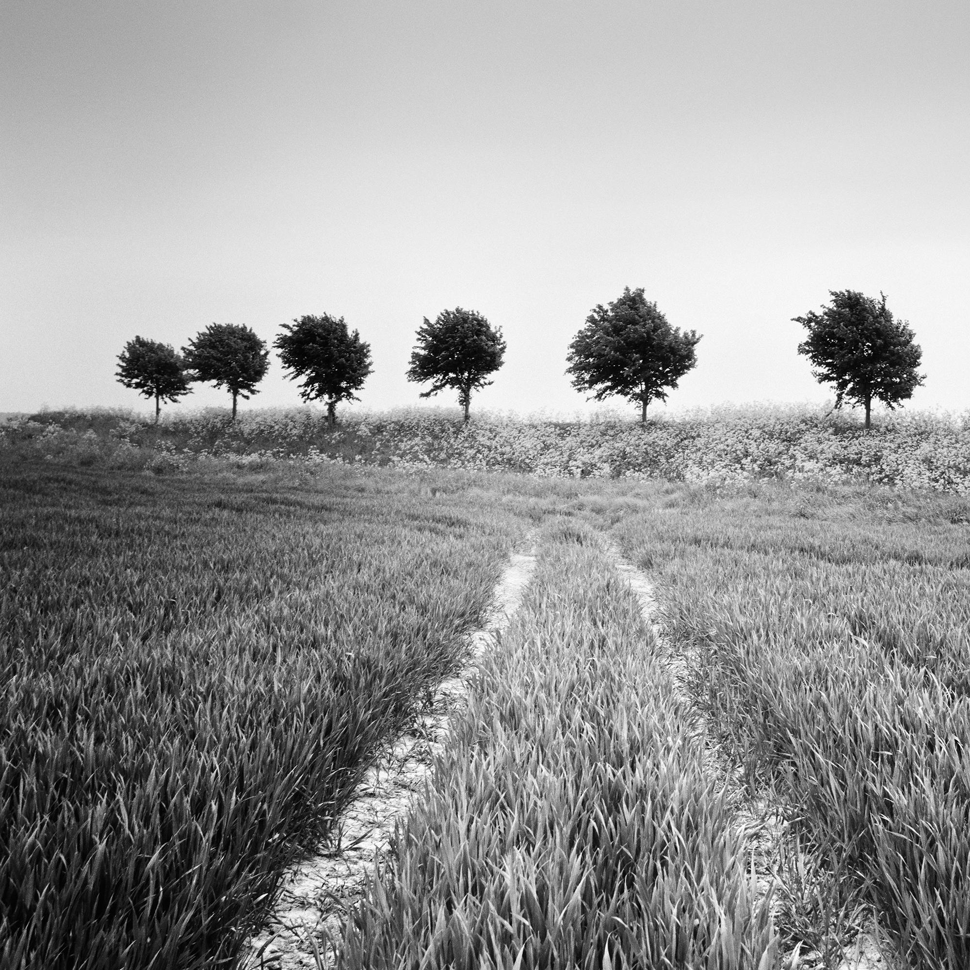 Wheat Field, Tree Avenue, black and white photography, landscape, fine art For Sale 4