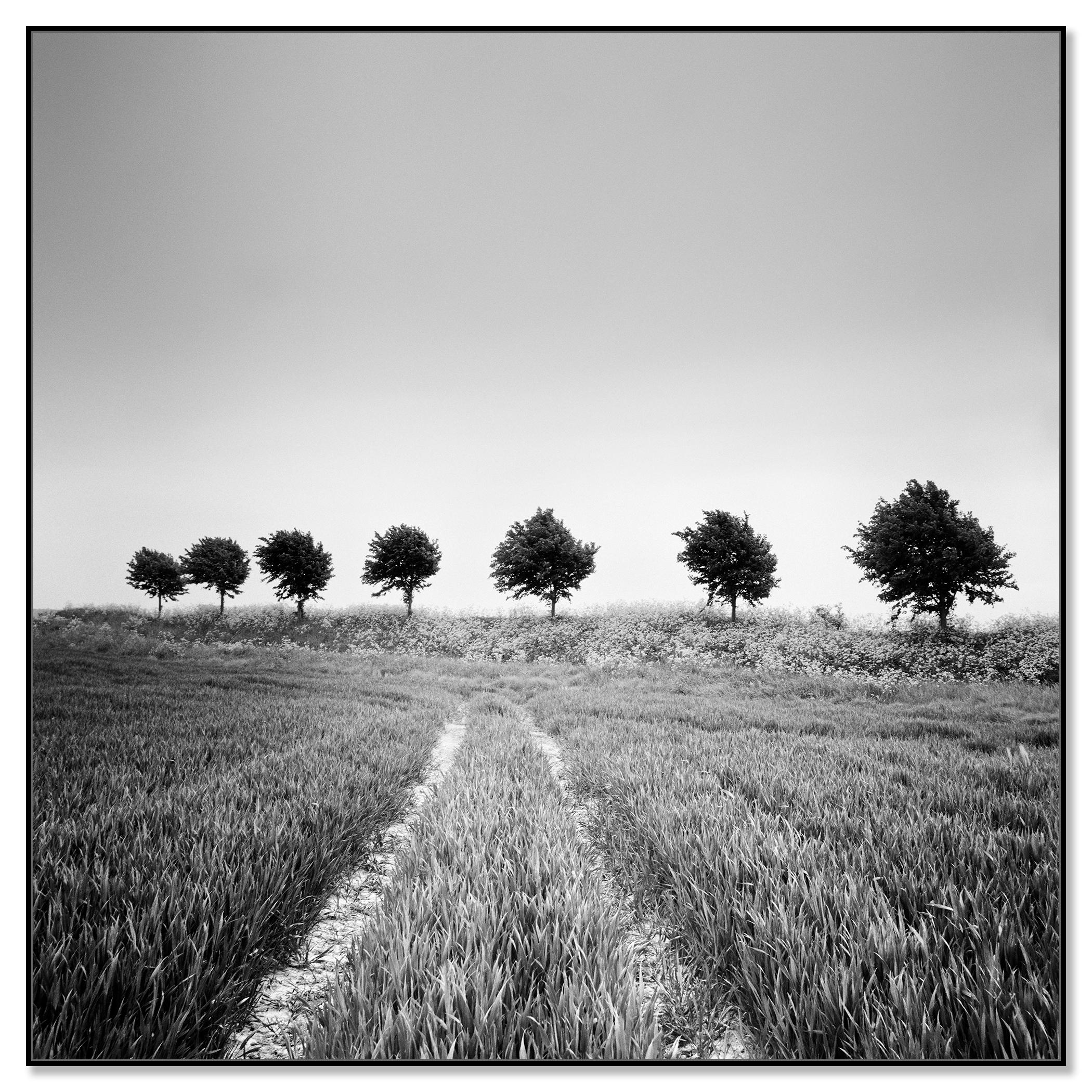 Wheat Field, Tree Avenue, black and white photography, landscape, fine art - Photograph by Gerald Berghammer