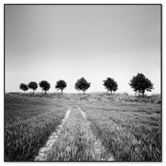 Wheat Field, Tree Avenue, black and white photography, landscape, fine art