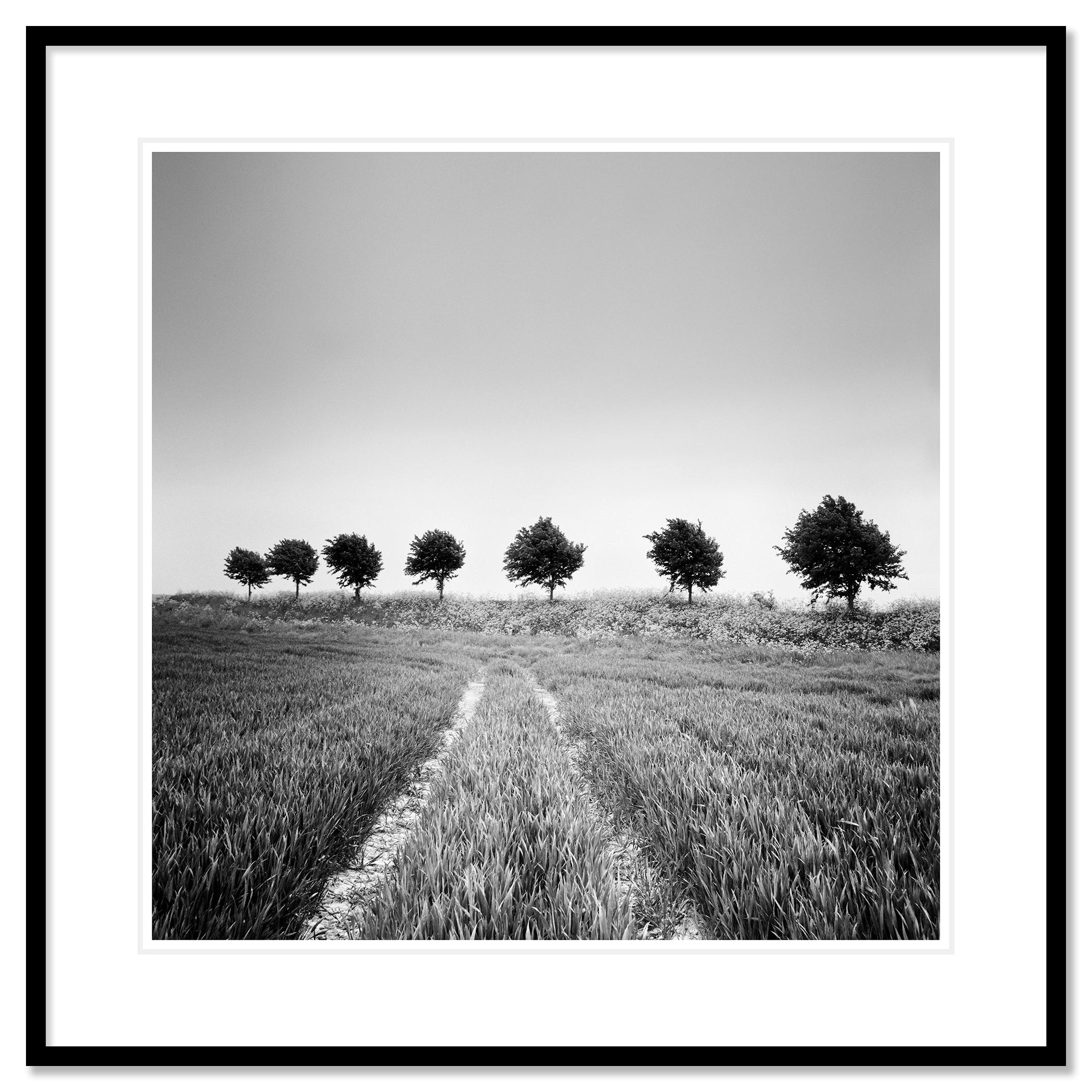 Wheat Field, Tree Avenue, black and white photography, landscape, fine art - Contemporary Photograph by Gerald Berghammer