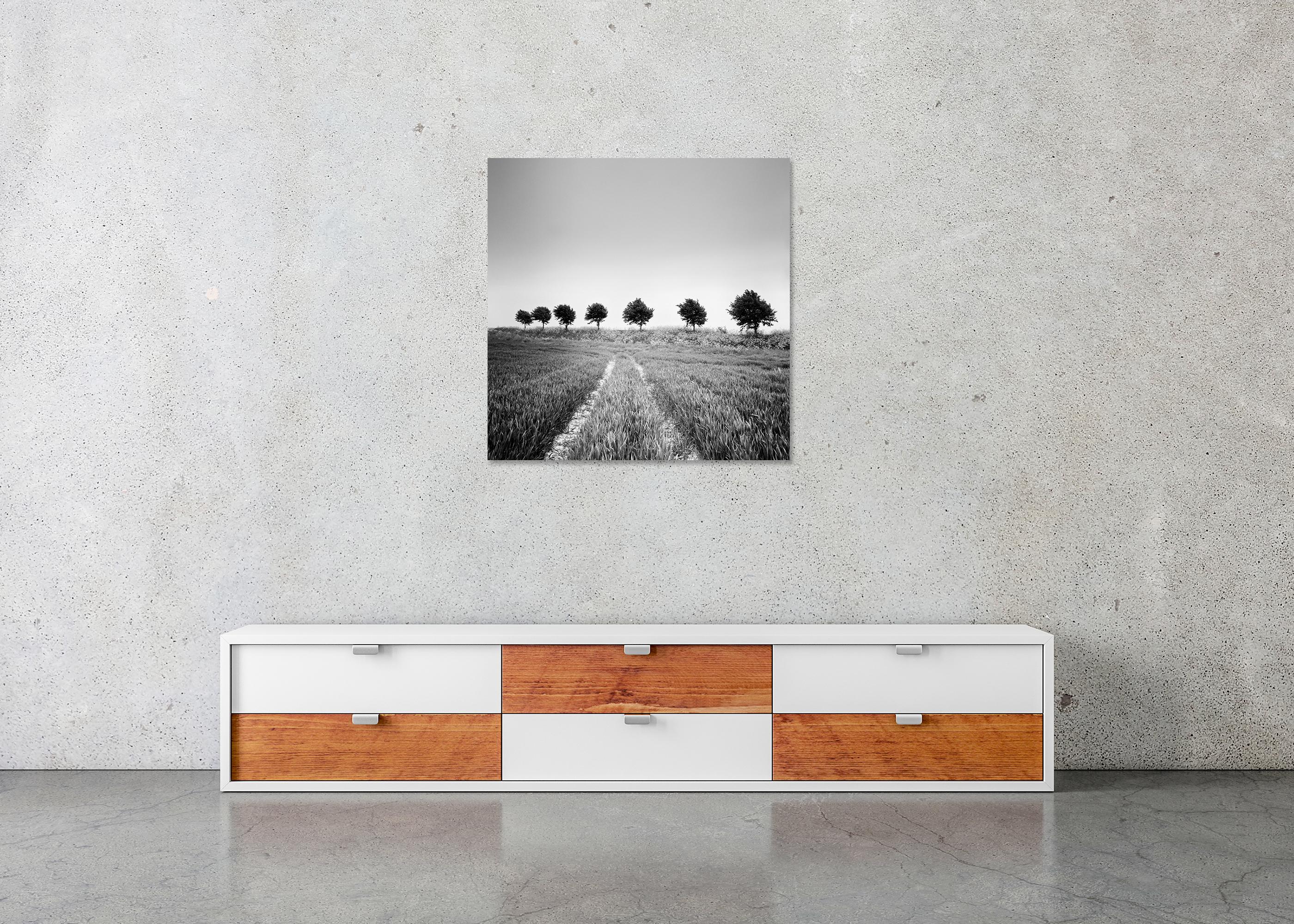 Wheat Field, Tree Avenue, black and white photography, landscape, fine art For Sale 1