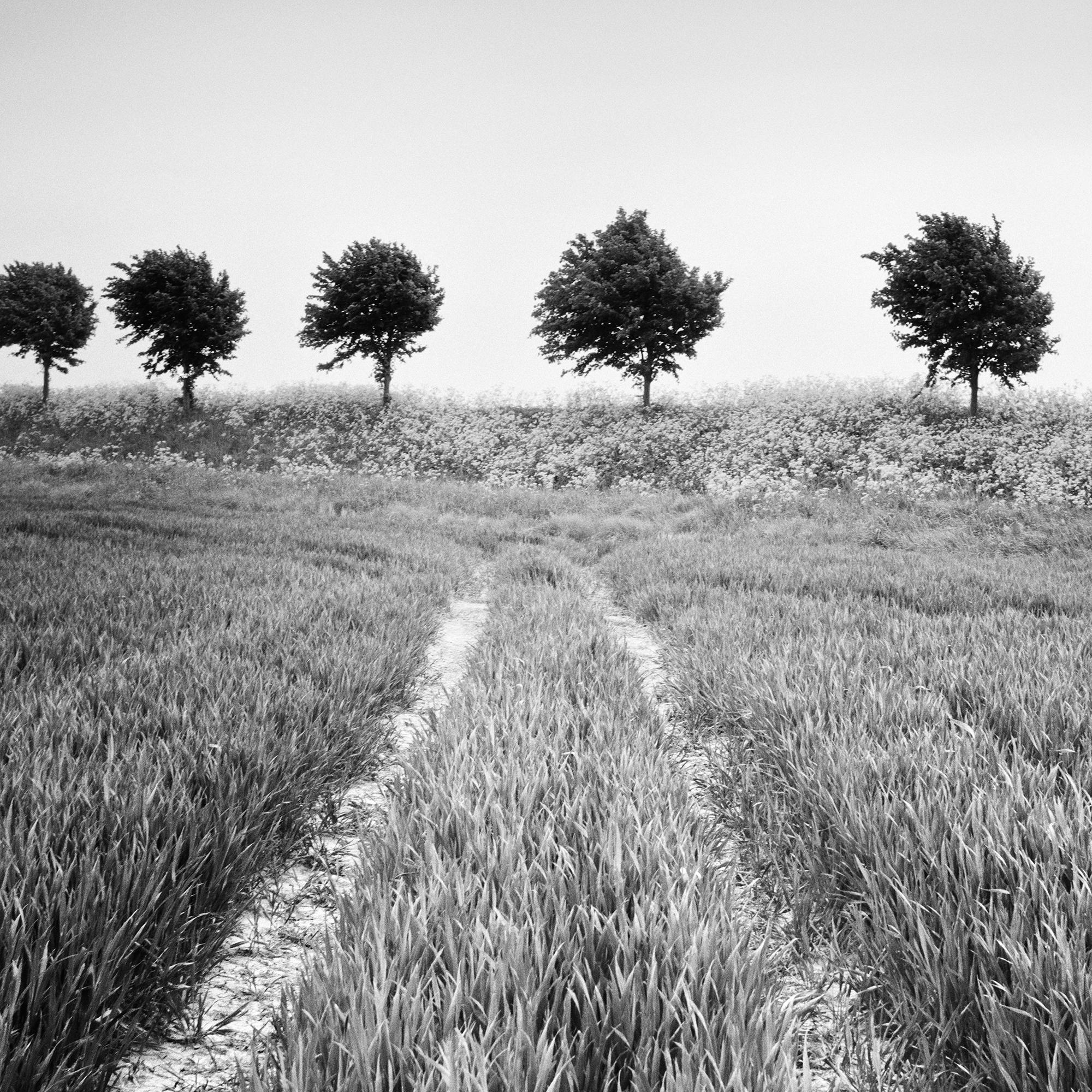 Wheat Field, Tree Avenue, black and white photography, landscape, fine art For Sale 2