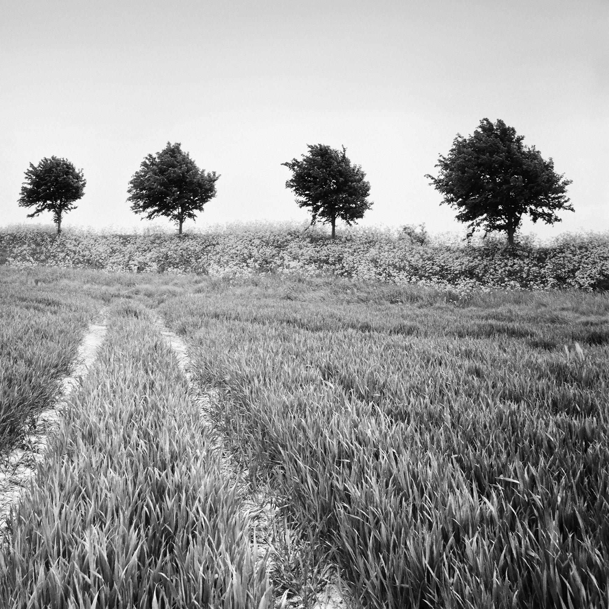 Wheat Field, Tree Avenue, black and white photography, landscape, fine art For Sale 3