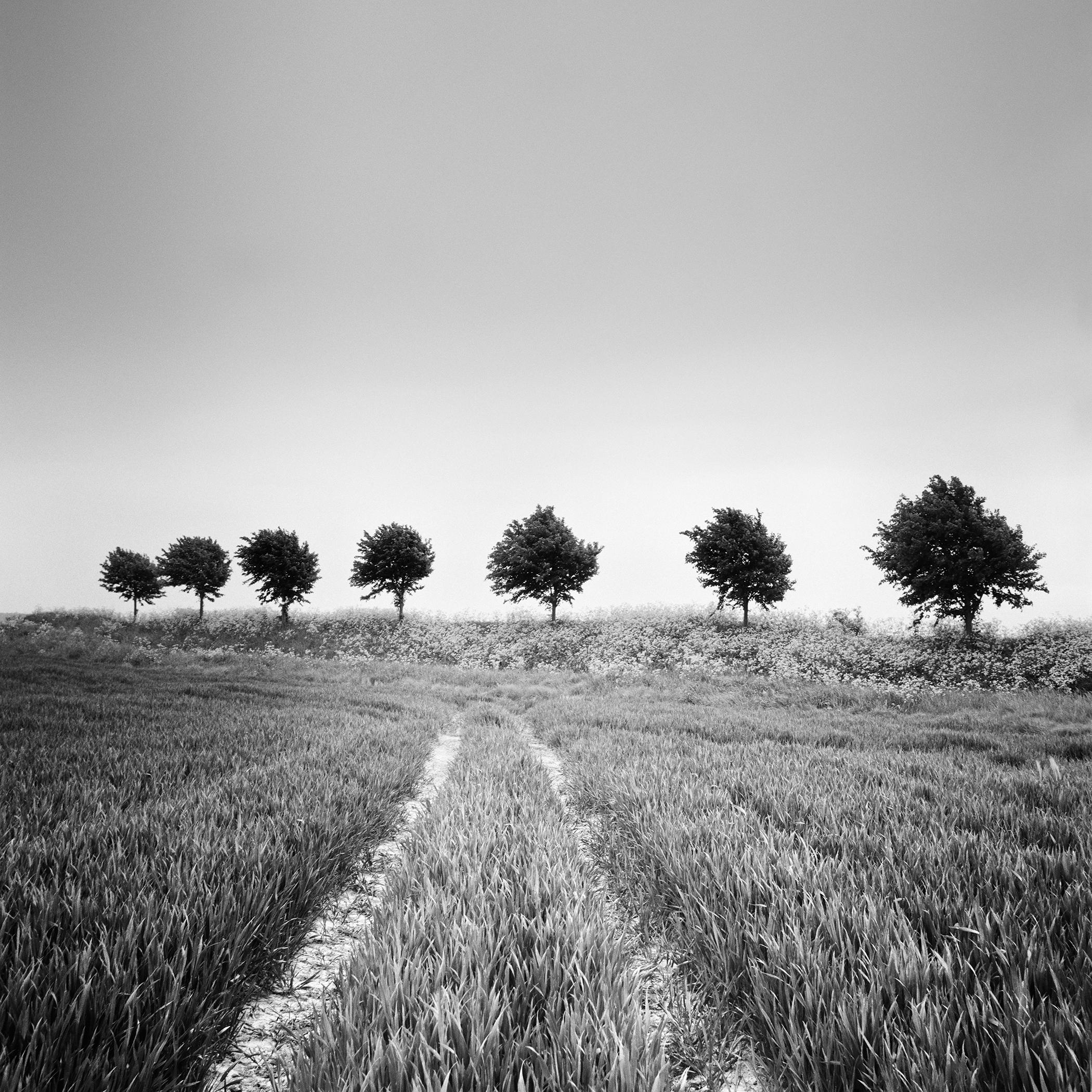 Champ de blé, avenue d'arbres, photographie noir et blanc, paysage, beaux-arts