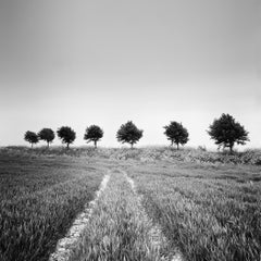 Campo di grano, viale degli alberi, fotografia in bianco e nero, paesaggio, fine art