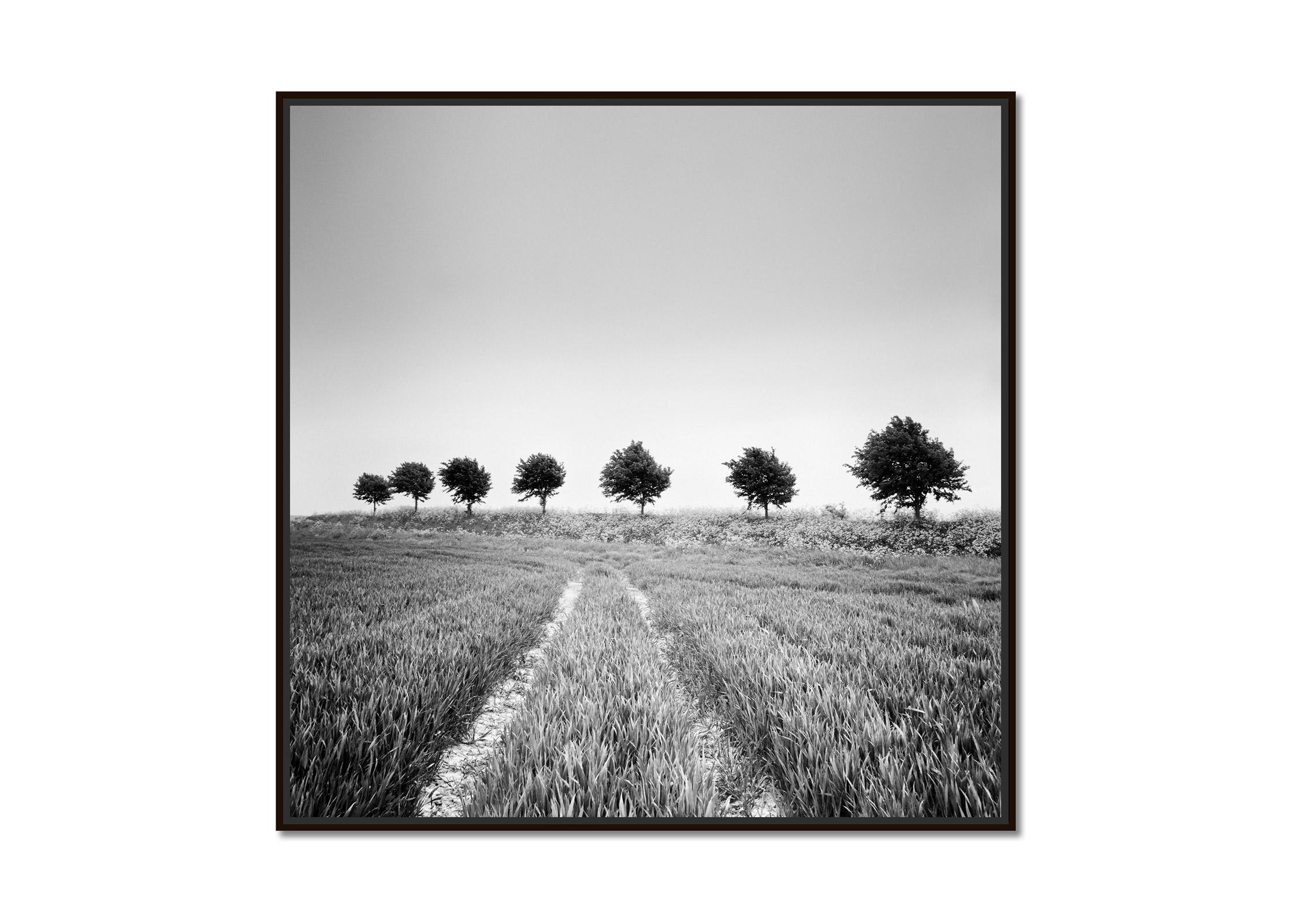 Wheat Field, Tree Avenue, Netherlands, black and white art landscape photography - Photograph by Gerald Berghammer