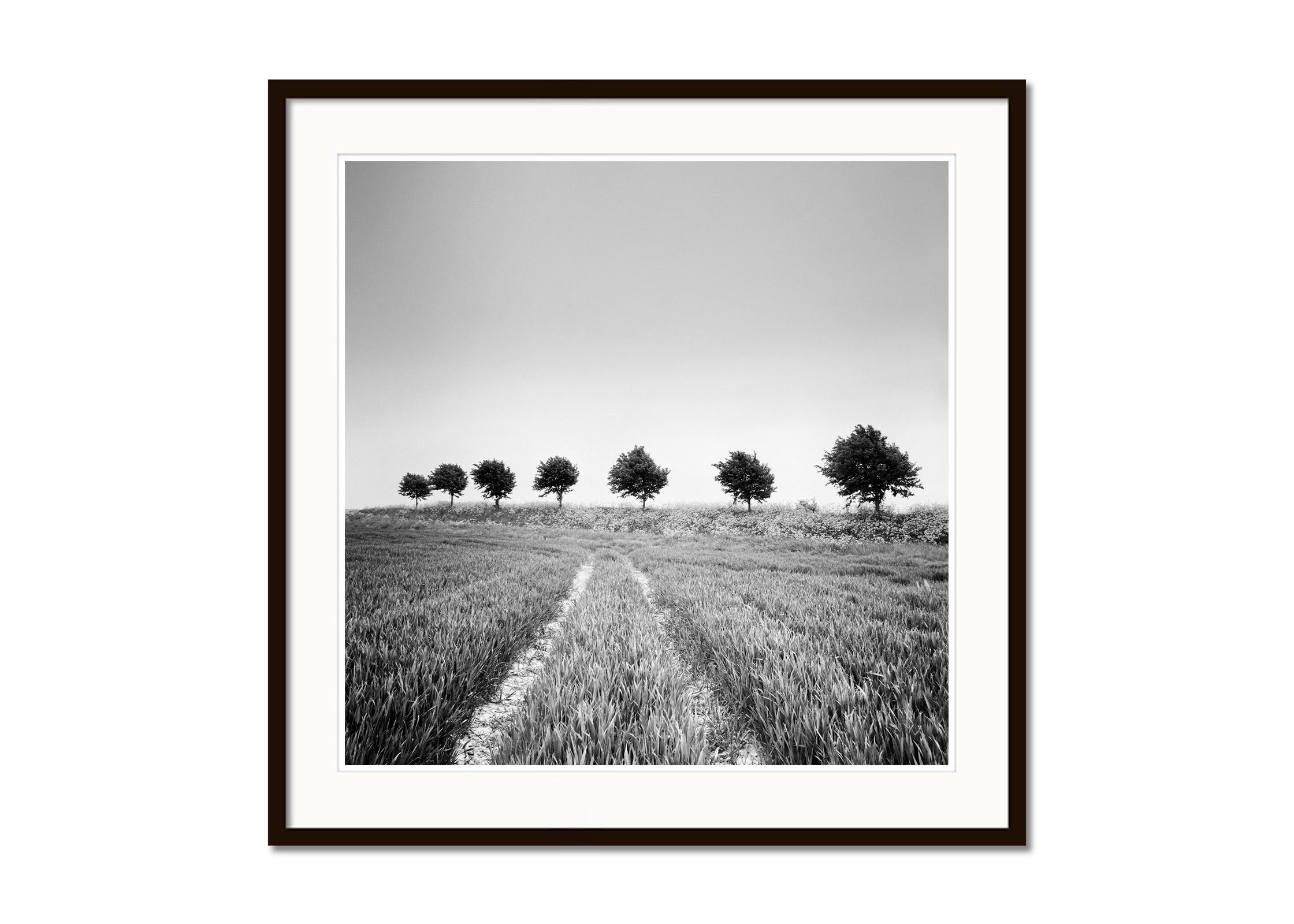 Wheat Field, Tree Avenue, Netherlands, black and white art landscape photography - Gray Black and White Photograph by Gerald Berghammer