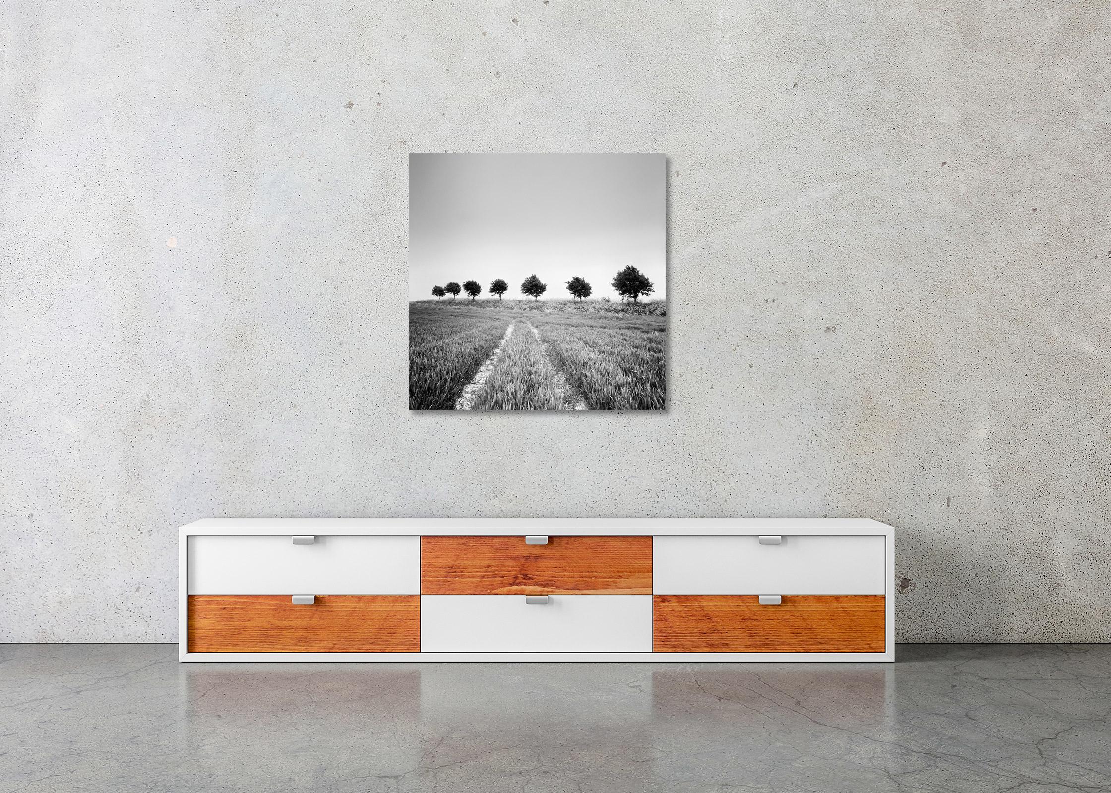 Wheat Field, Tree Avenue, Netherlands, black and white art landscape photography For Sale 1