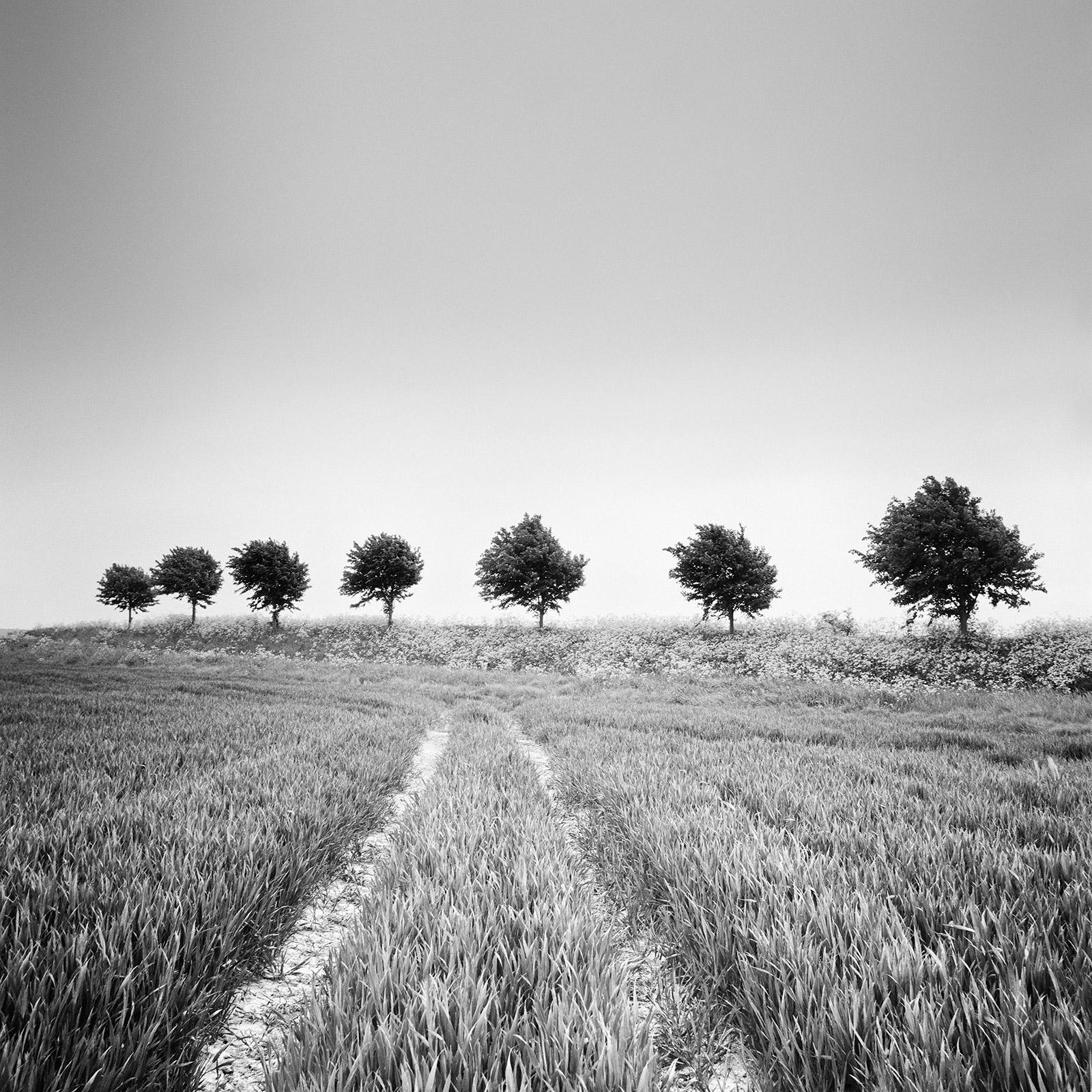 Wheat Field, Tree Avenue, Netherlands, black and white art landscape photography