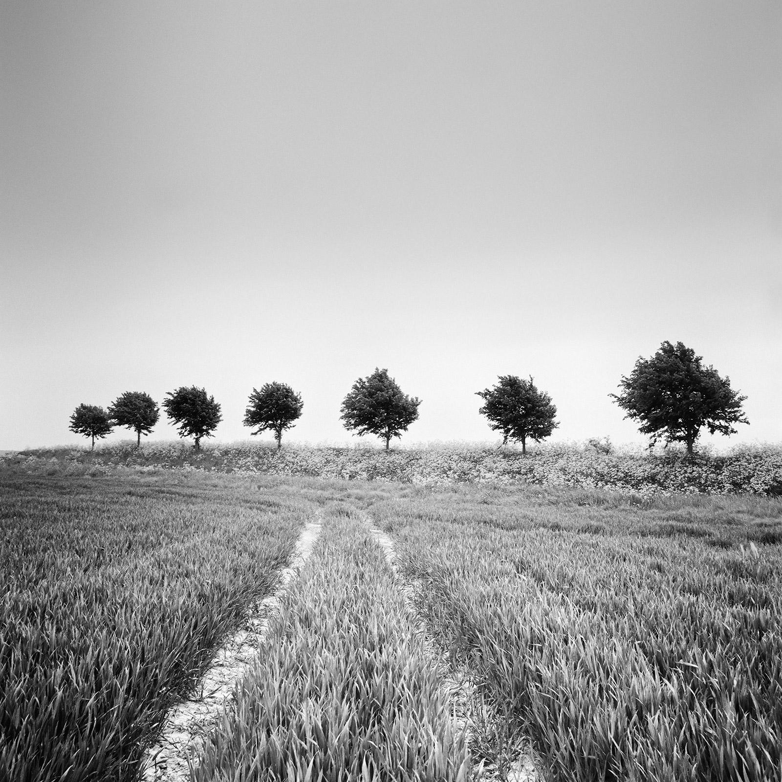 Gerald Berghammer Black and White Photograph - Wheat Field, Tree Avenue, Netherlands, black and white art landscape photography