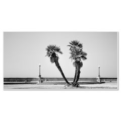 Wind-Swept Palm Trees, Terrazza Mascagni — Black and White Coastal Panorama