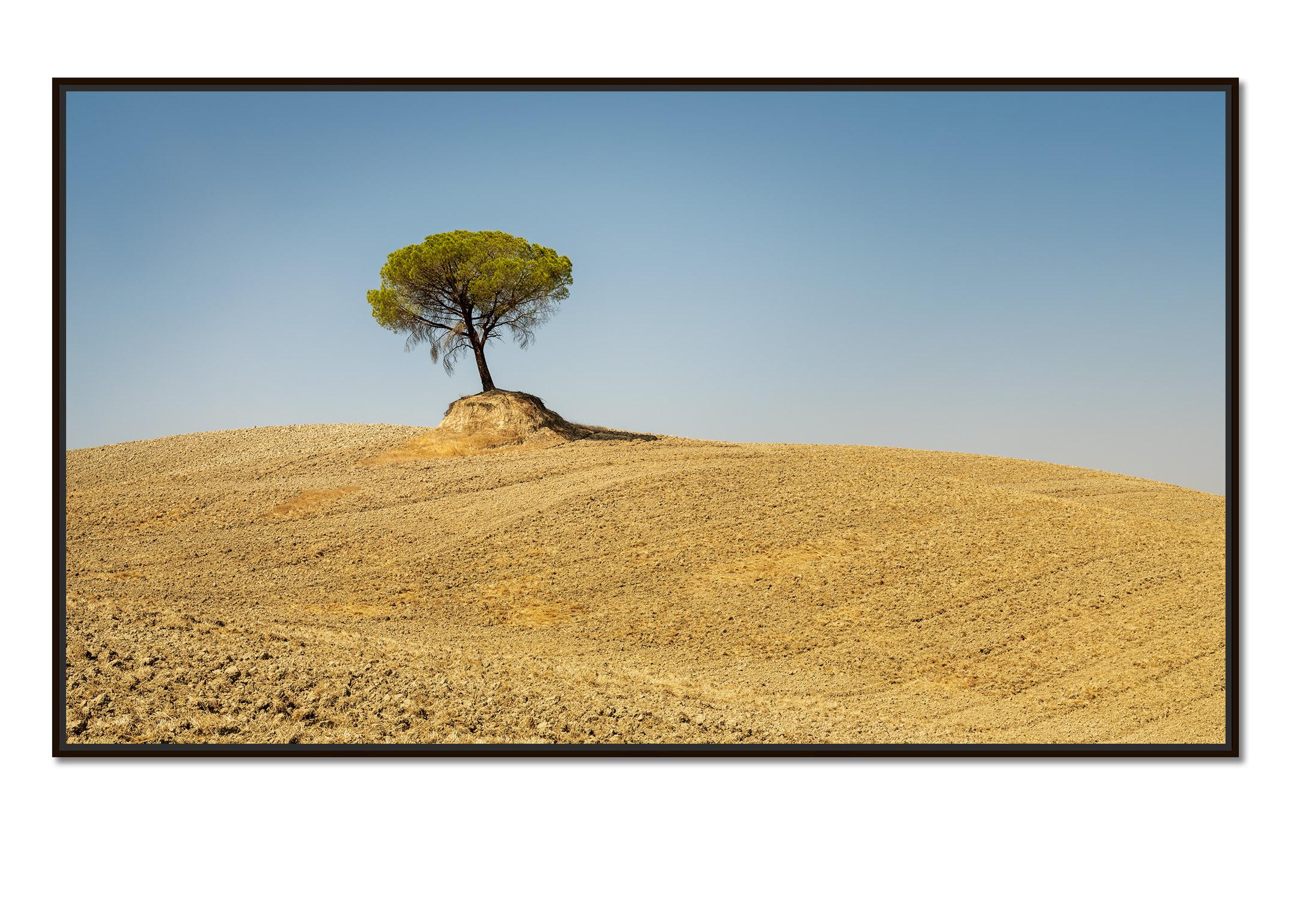 Italienische Steinkiefer, Baum, Toskana, Italien, Farbkunstfotografie, Landschaft – Photograph von Gerald Berghammer