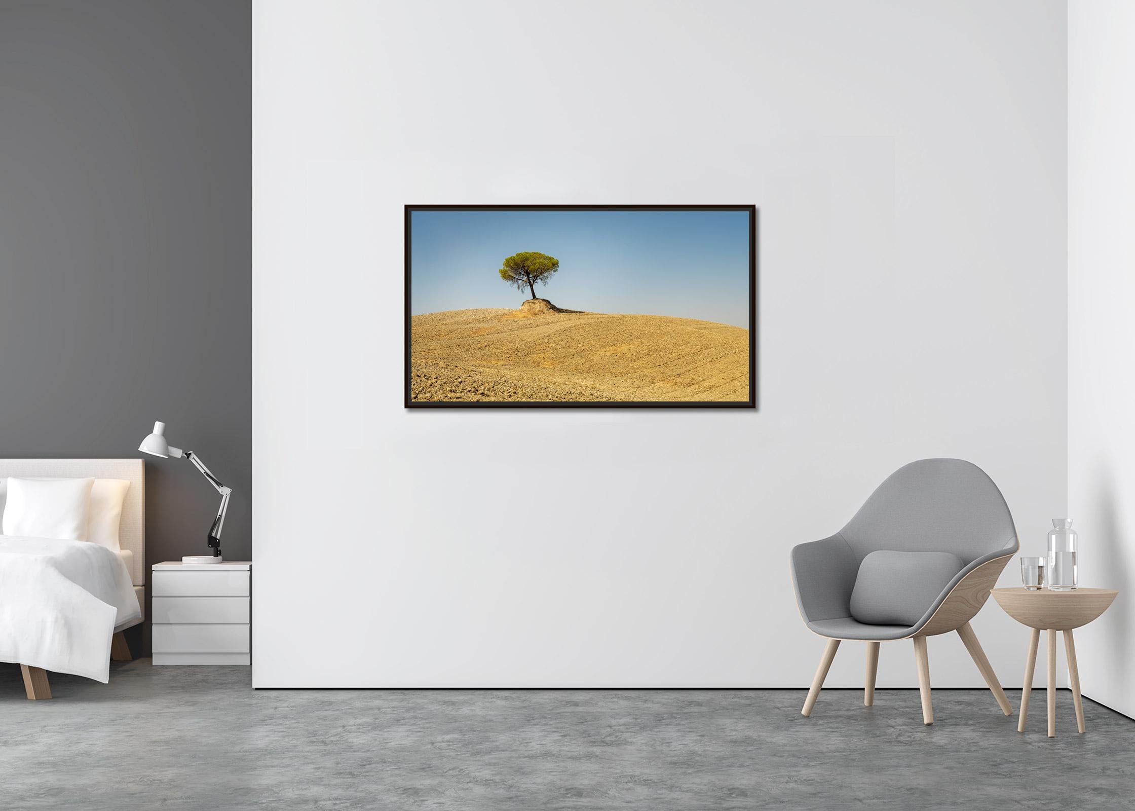 Pines de pierre italiens, arbre, Toscane, Italie, photographie d'art en couleur, paysage - Contemporain Photograph par Gerald Berghammer