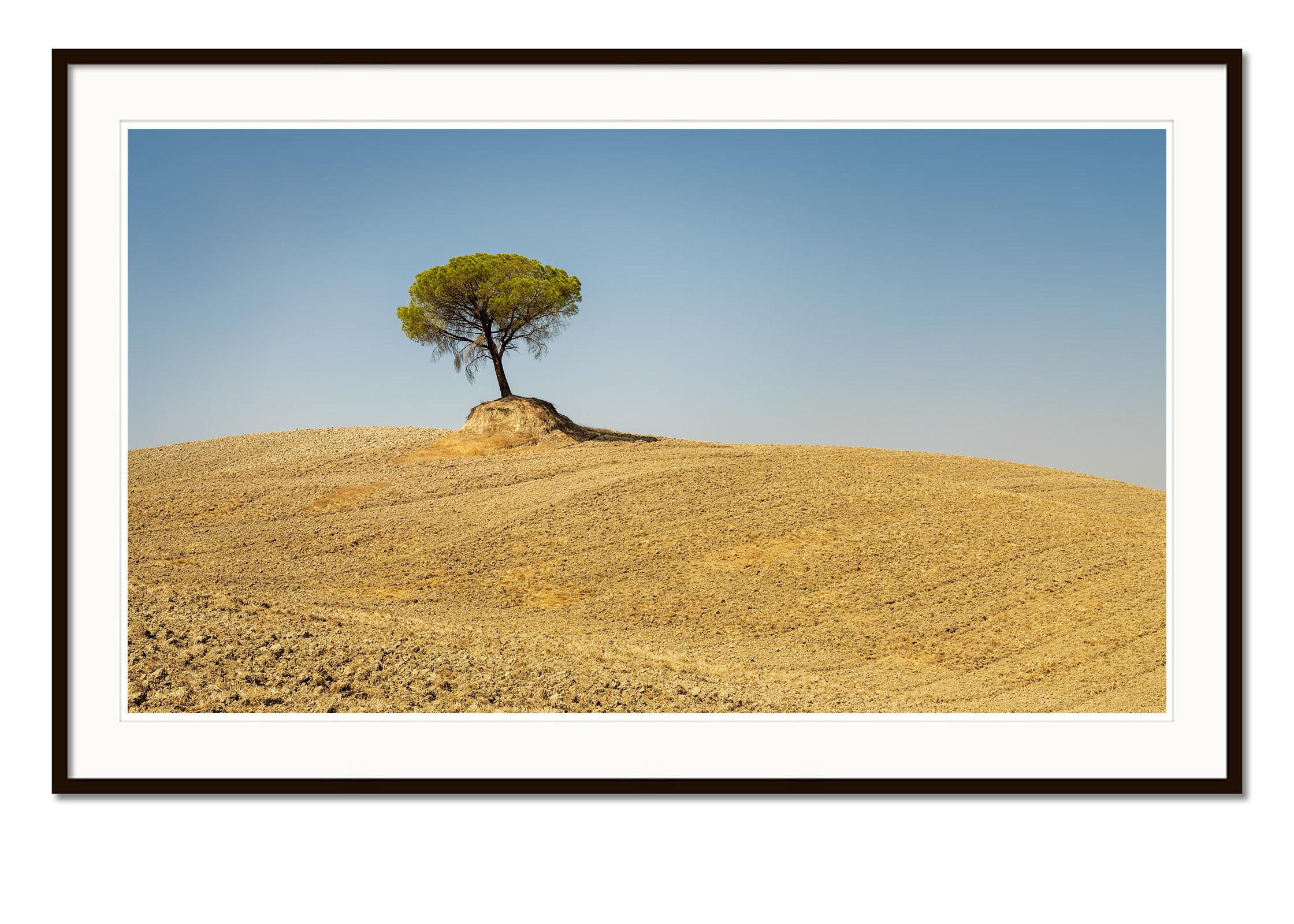 Pines de pierre italiens, arbre, Toscane, Italie, photographie d'art en couleur, paysage - Marron Landscape Photograph par Gerald Berghammer