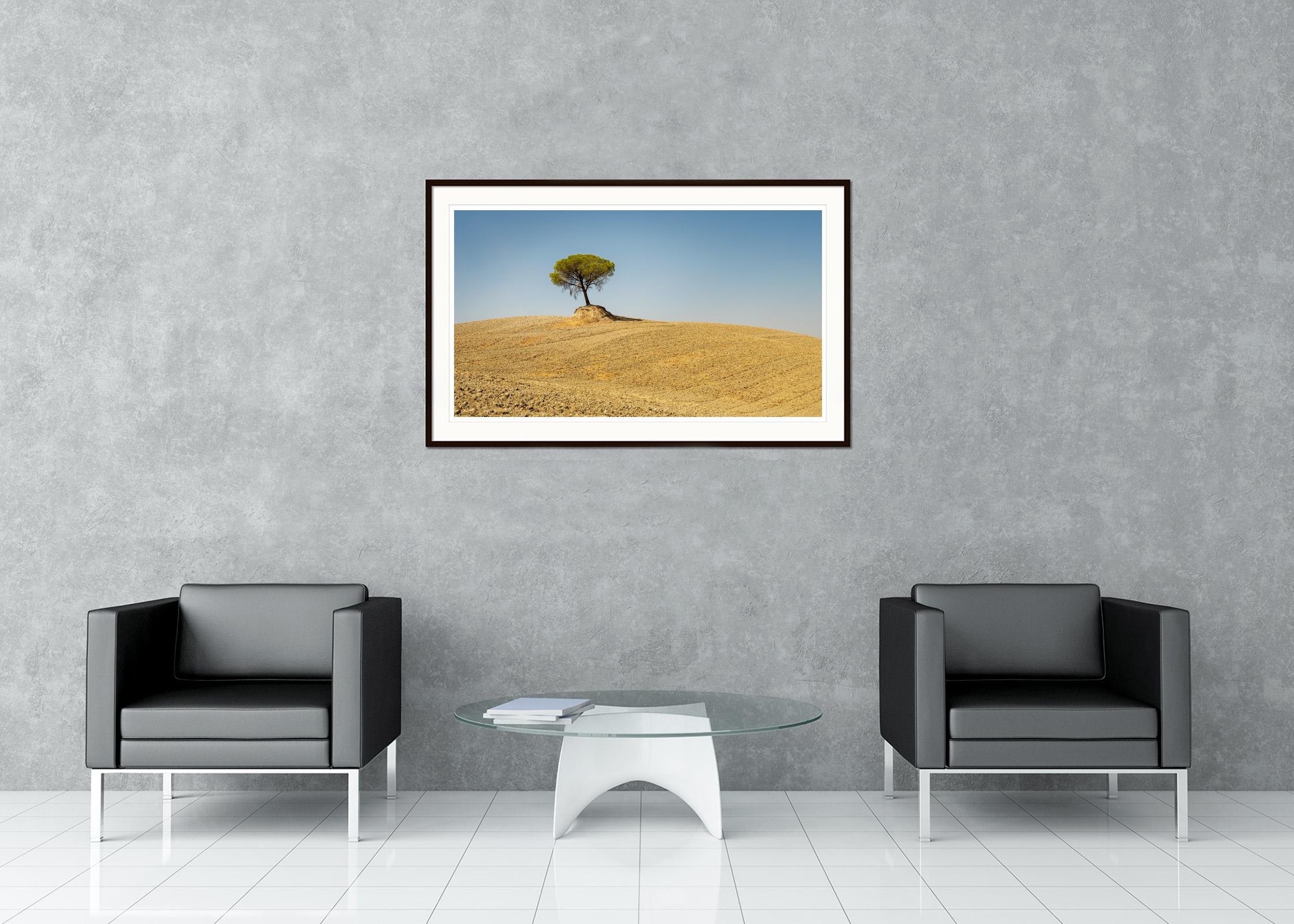 Italienische Steinkiefer, Baum, Toskana, Italien, Farbkunstfotografie, Landschaft (Braun), Landscape Photograph, von Gerald Berghammer