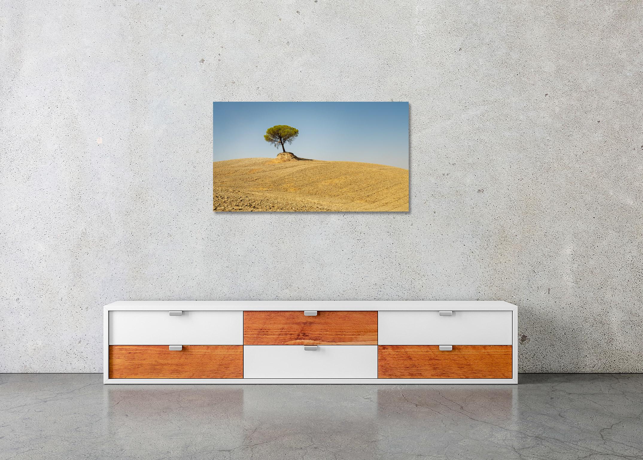 Italienische Steinkiefer, Baum, Toskana, Italien, Farbkunstfotografie, Landschaft im Angebot 1