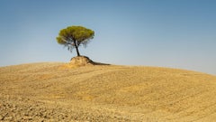 Italian Stone Pines, Tree, Tuscany, Italy, Colour art photography, landscape