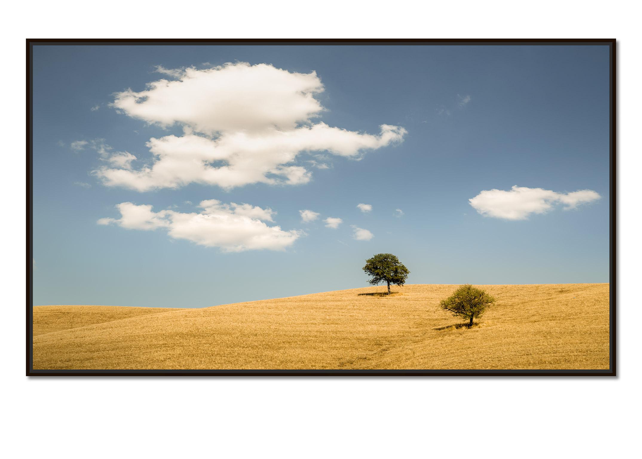 Rolling hills with Trees #2, Tuscany, Italy, Colour art photography, landscape - Photograph by Gerald Berghammer