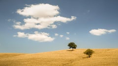 Rolling hills with Trees #2, Tuscany, Italy, Colour art photography, landscape