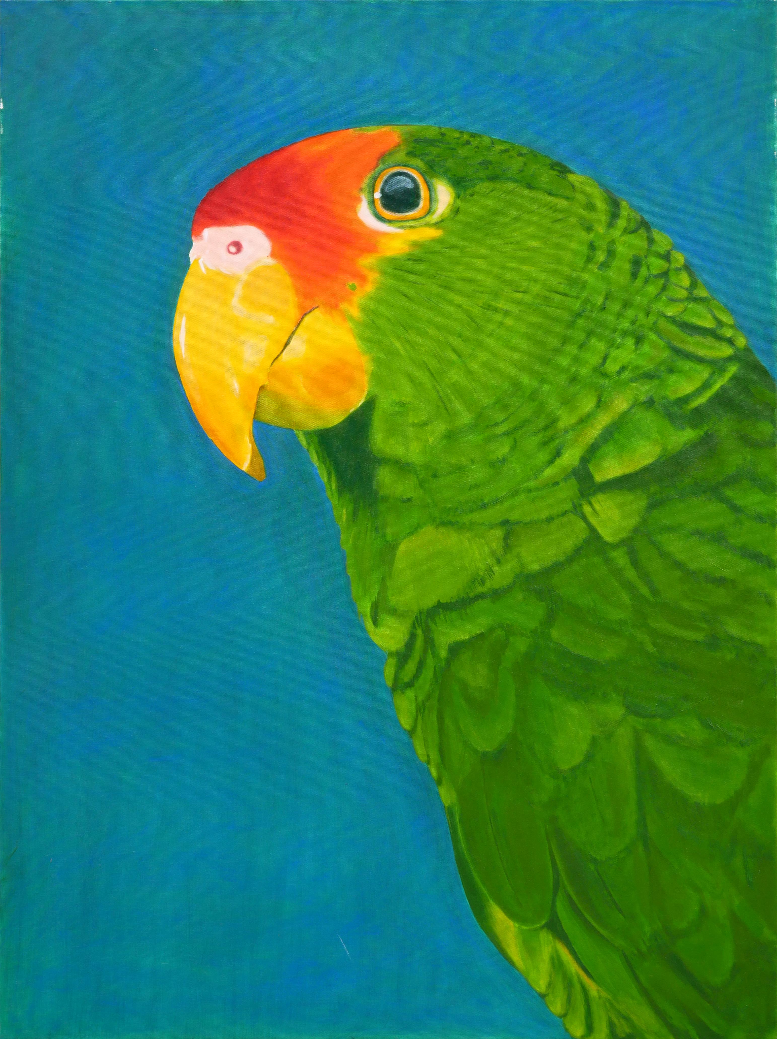 Gerald Syler - "Green Cheeked Parrot" Modern Colorful Realistic Tropical  Bird Painting at 1stDibs | green tropical bird, parrot painting easy, how  to draw a parrot realistic