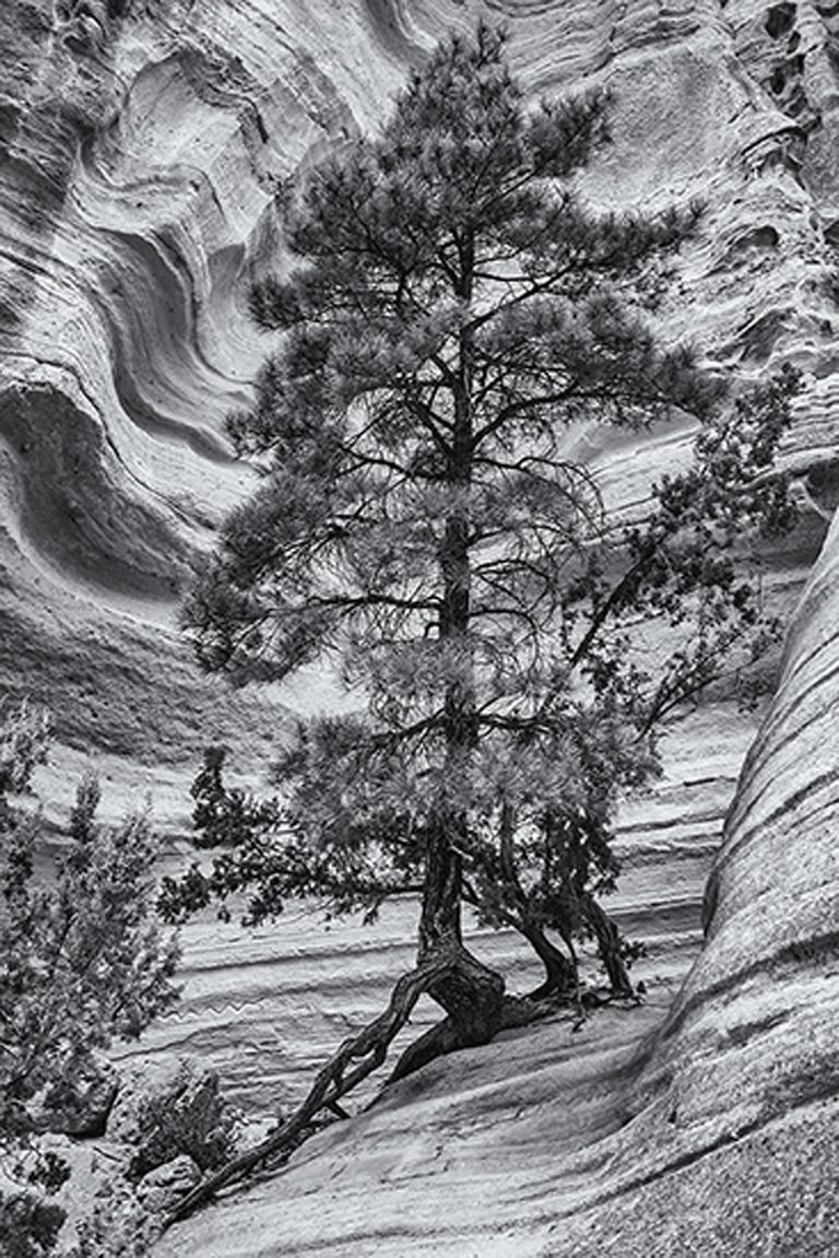 Gerard Giliberti Landscape Photograph - Slot Canyon Tree, NM 
