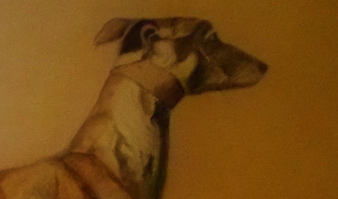 giant irish greyhound 1902 real or fake