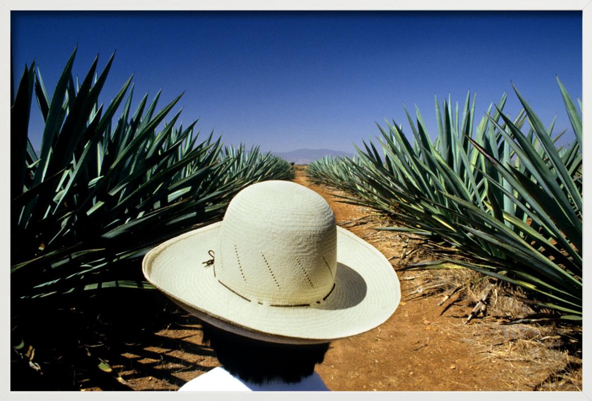 Mezcal, photographie d'art en vente 3