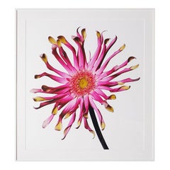 Gerberia Daisy by Michael Zeppetello
