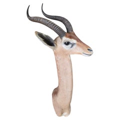 Gerenuk (Litocranius walleri) Shoulder Mount by Rowland Ward, London