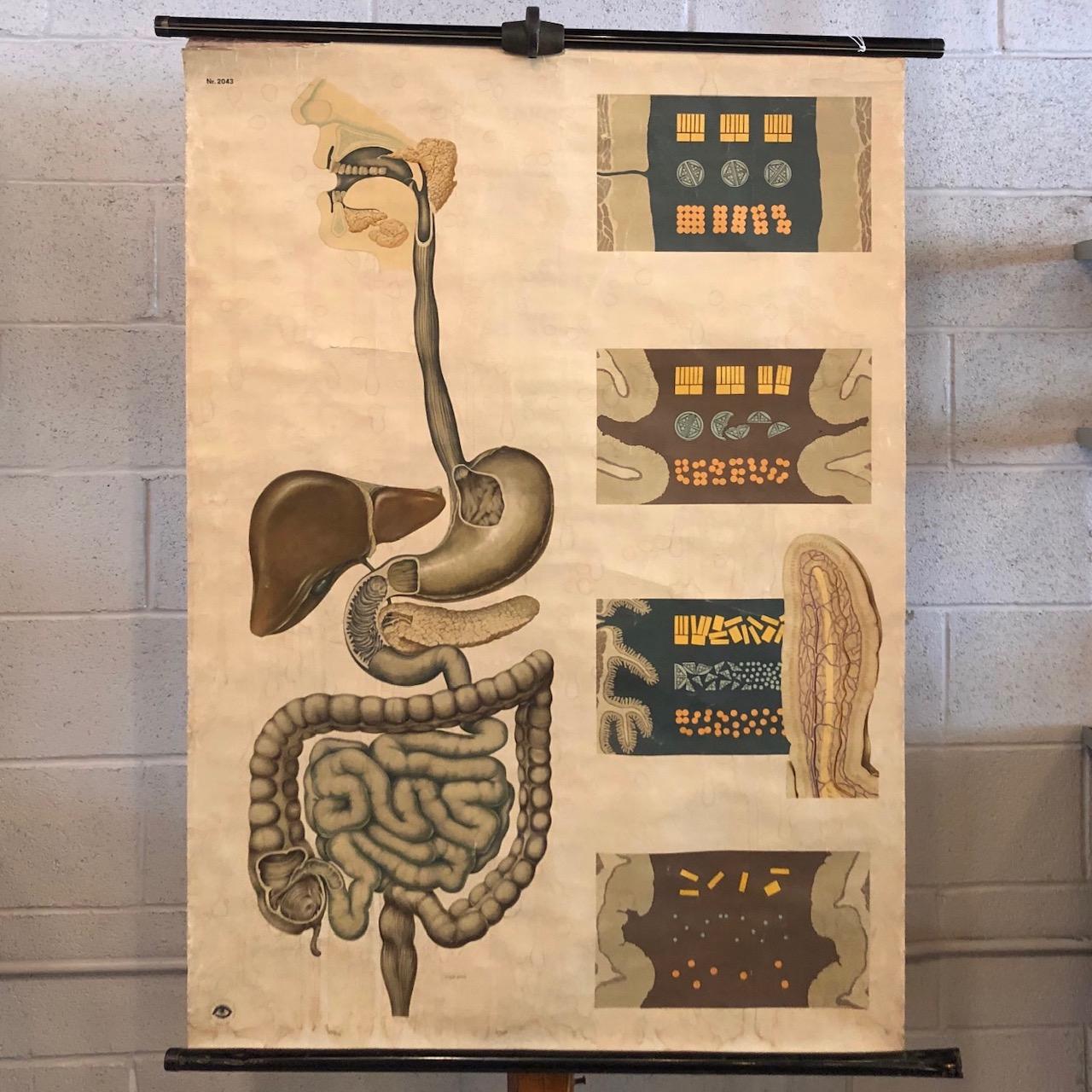 German, educational, anatomical, roll-up chart depicting digestion 