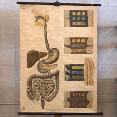 German Anatomical Educational Digestion Chart