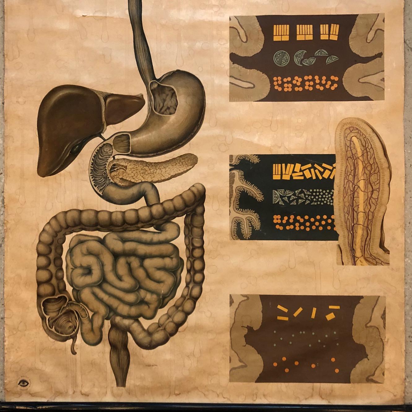 German Anatomical Educational Digestion Chart In Good Condition In Brooklyn, NY