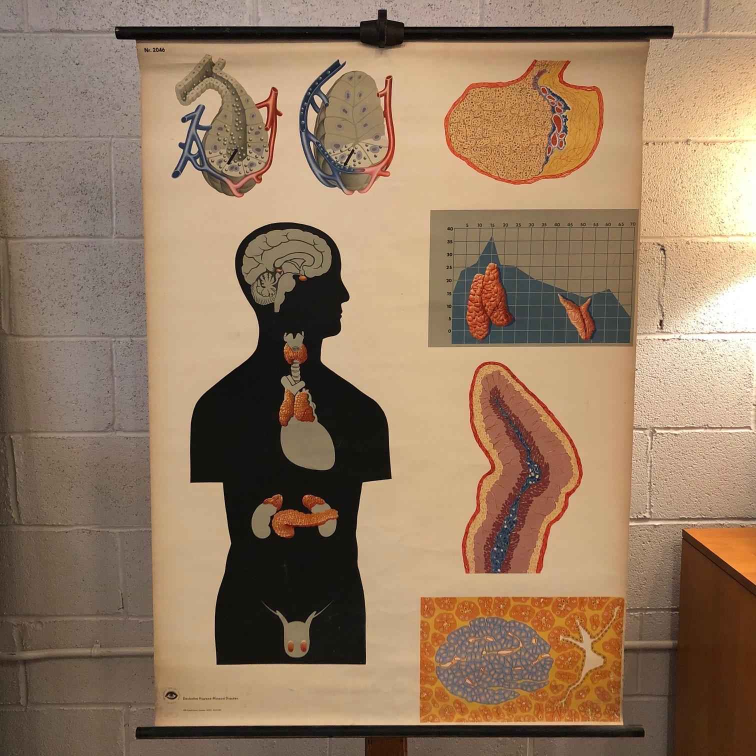 German, educational, anatomical, roll-up chart depicting glands of the human endocrine system from the Deutsches Hygiene Museum, Dresden is printed on canvas backed paper on hollow steel rods with metal hanging ring.