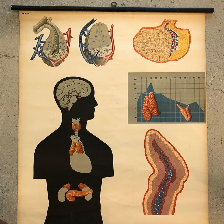 German Anatomical Educational Endocrine System Chart For Sale at 1stDibs