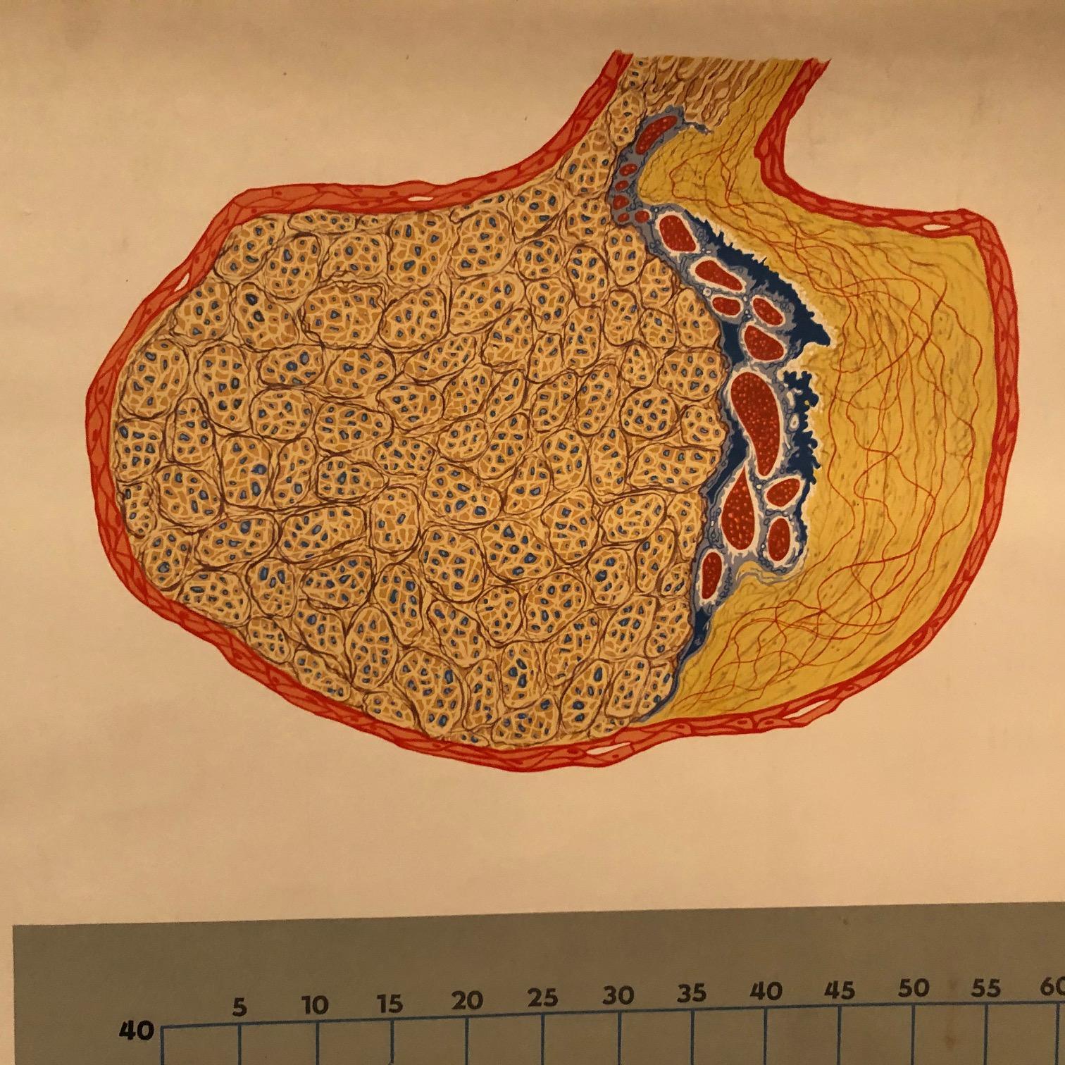 German Anatomical Educational Endocrine System Chart In Good Condition For Sale In Brooklyn, NY