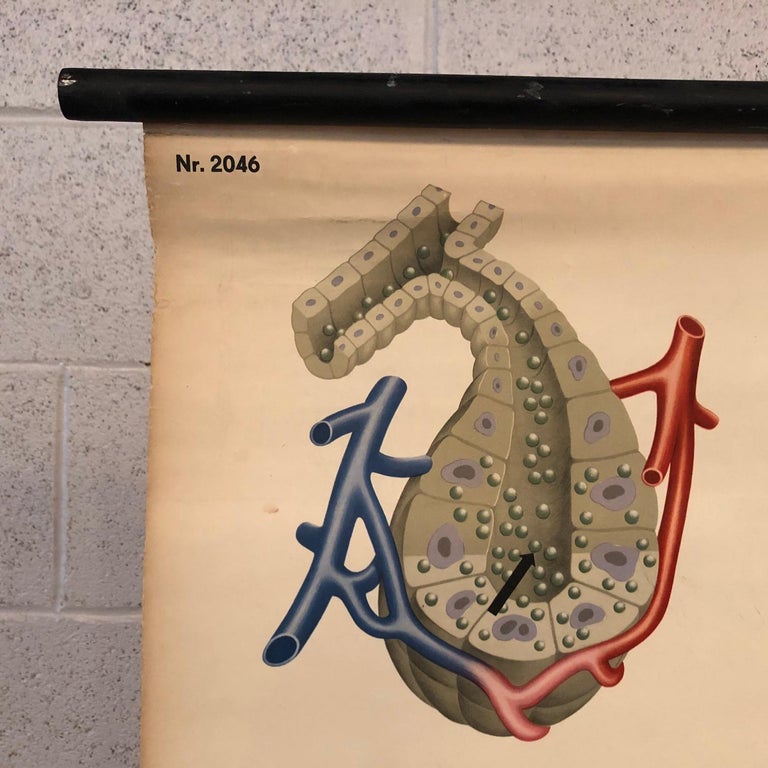 German Anatomical Educational Endocrine System Chart For Sale at 1stDibs