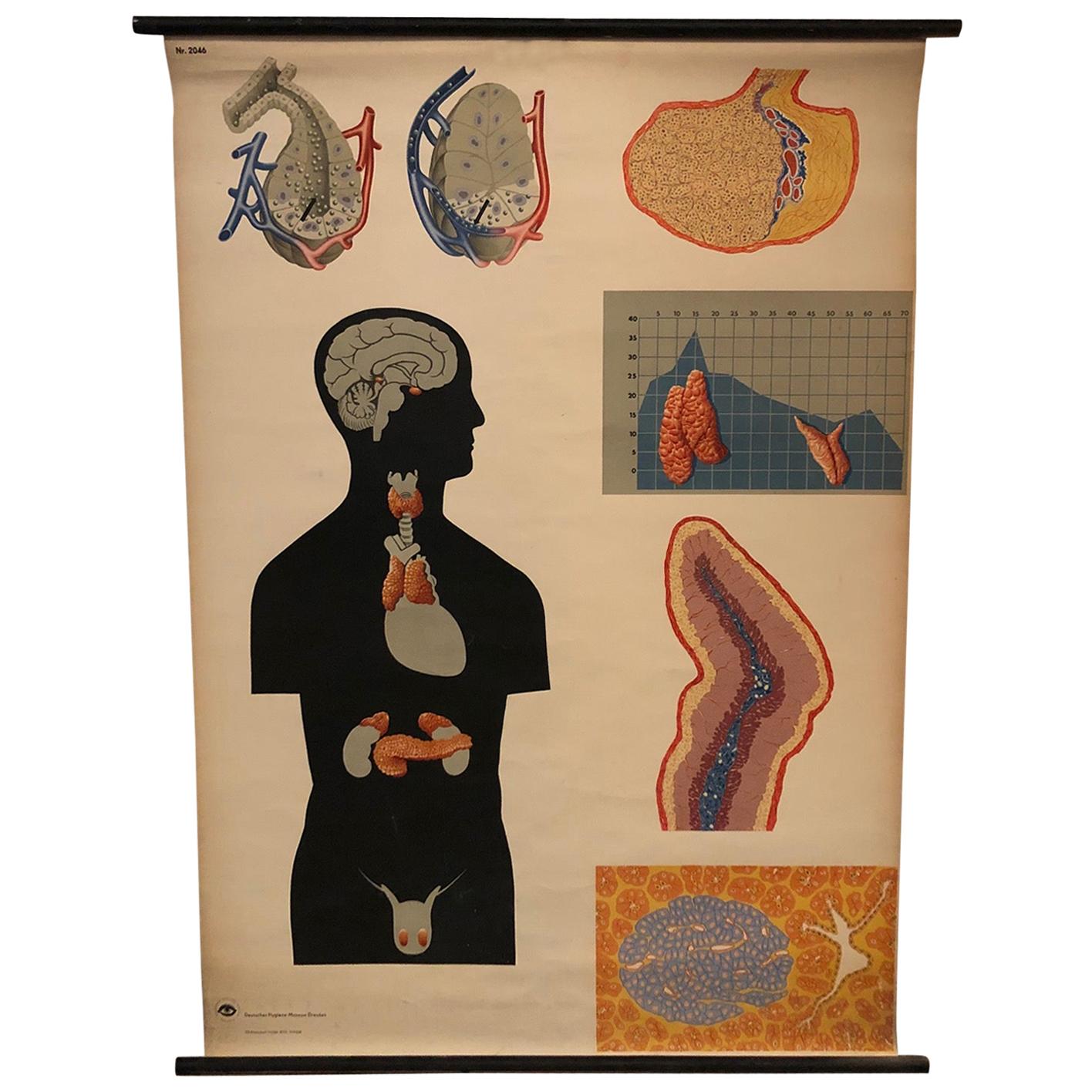 German Anatomical Educational Endocrine System Chart