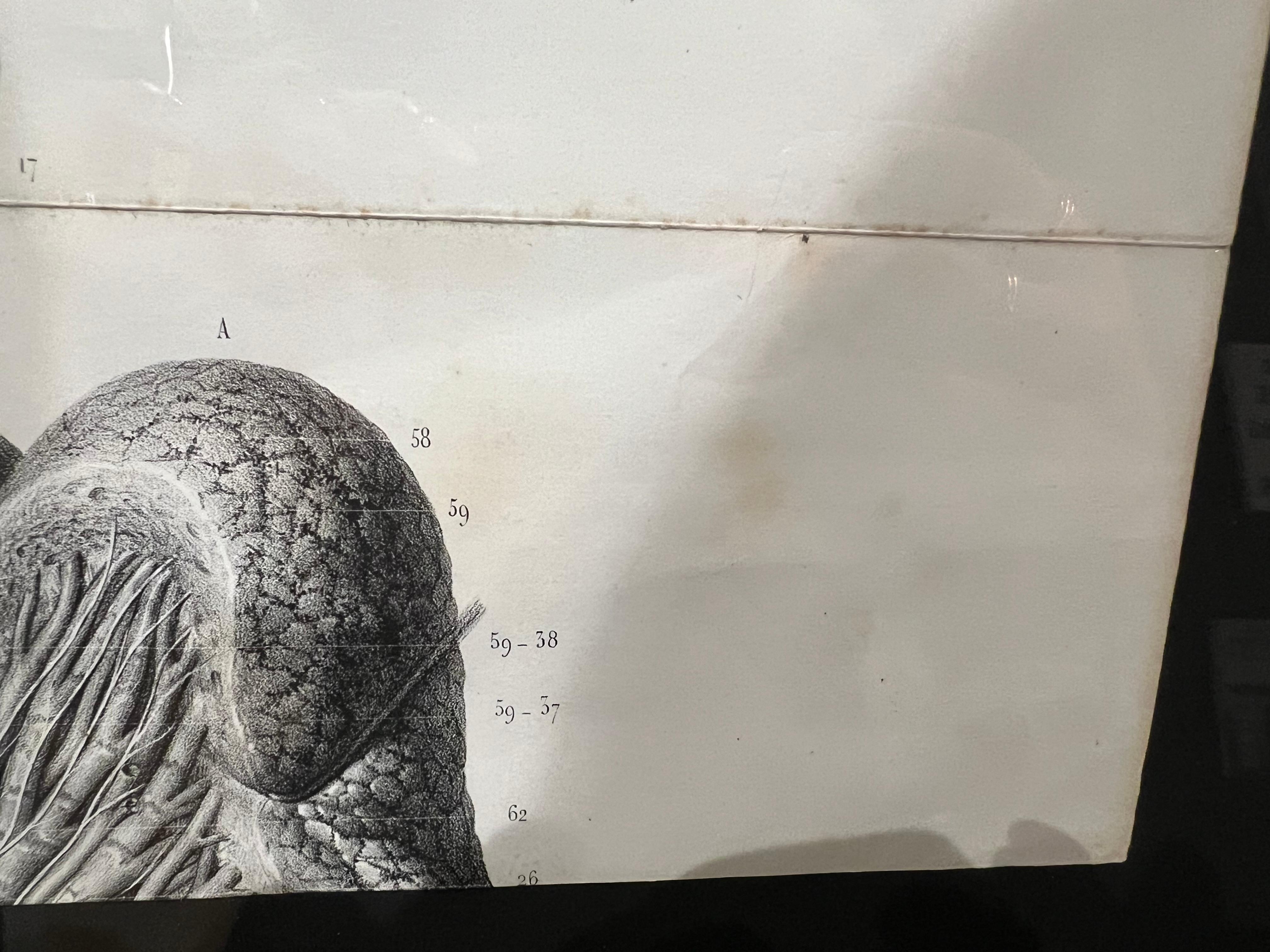 Deutsche anatomische medizinische antike Lithographie in Vintage-Rahmen (18. Jahrhundert) im Angebot