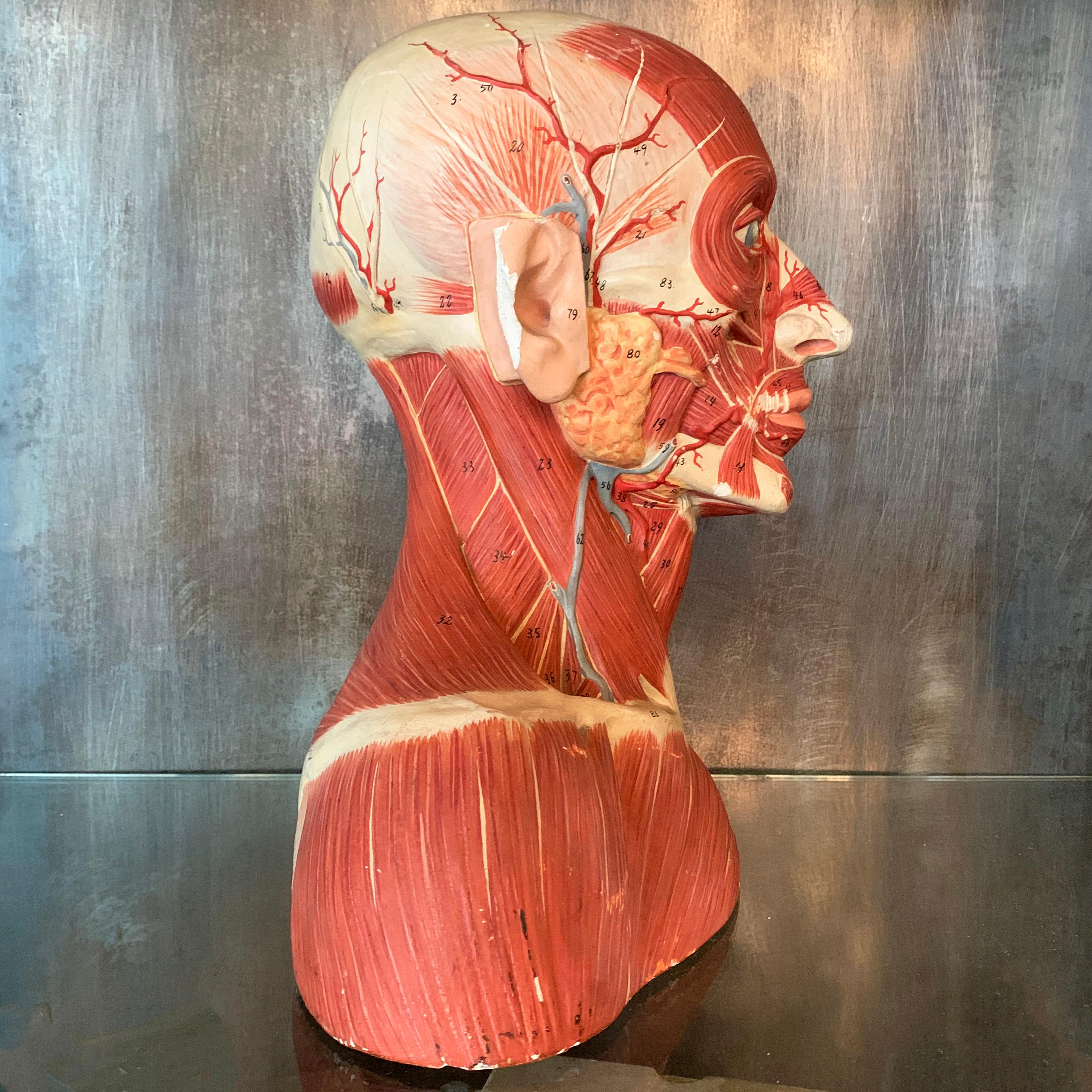 German, anatomical, plaster model of a cross-section of a bust, depicting the muscular and circulatory systems.