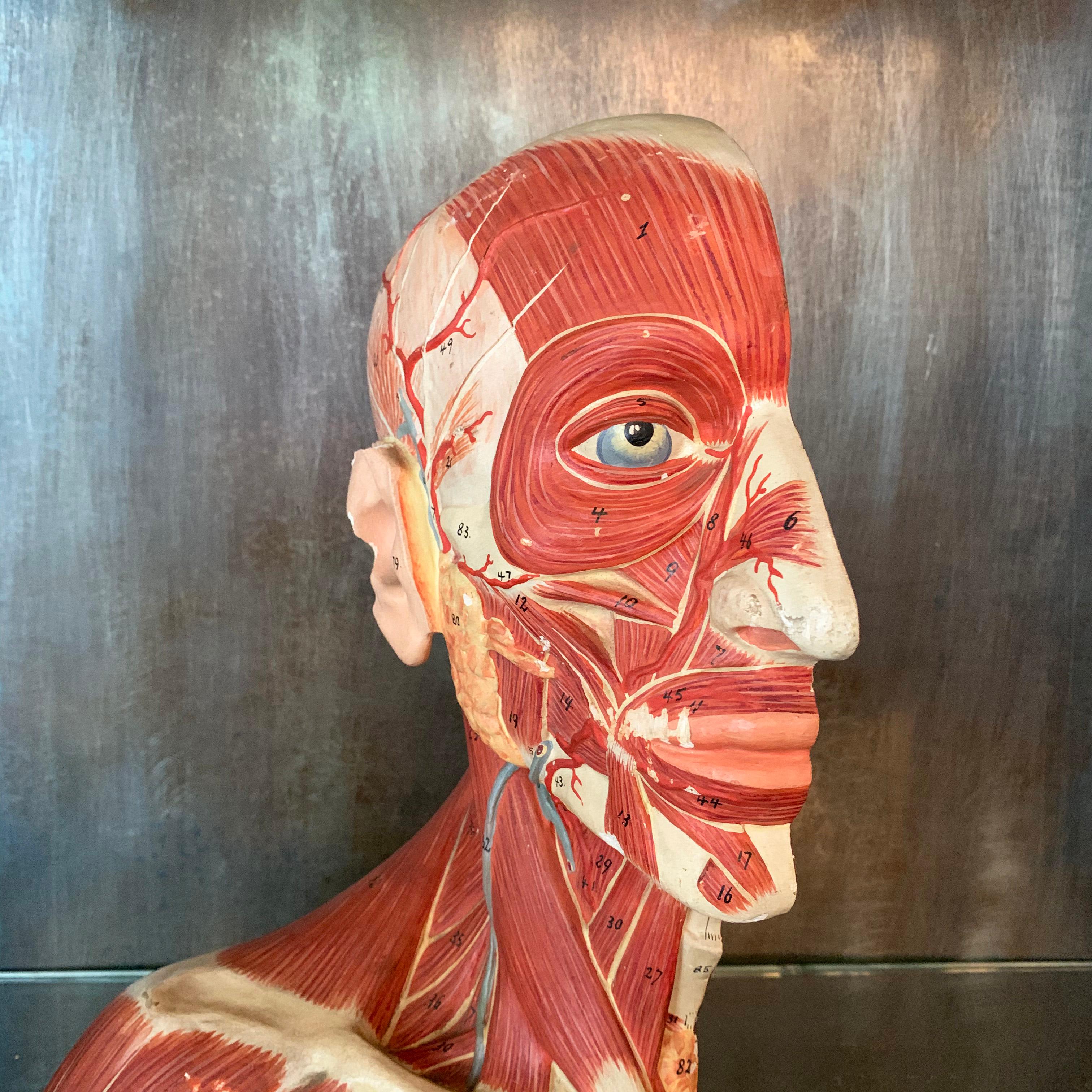 Industrial German Anatomical Muscular Bust Model For Sale