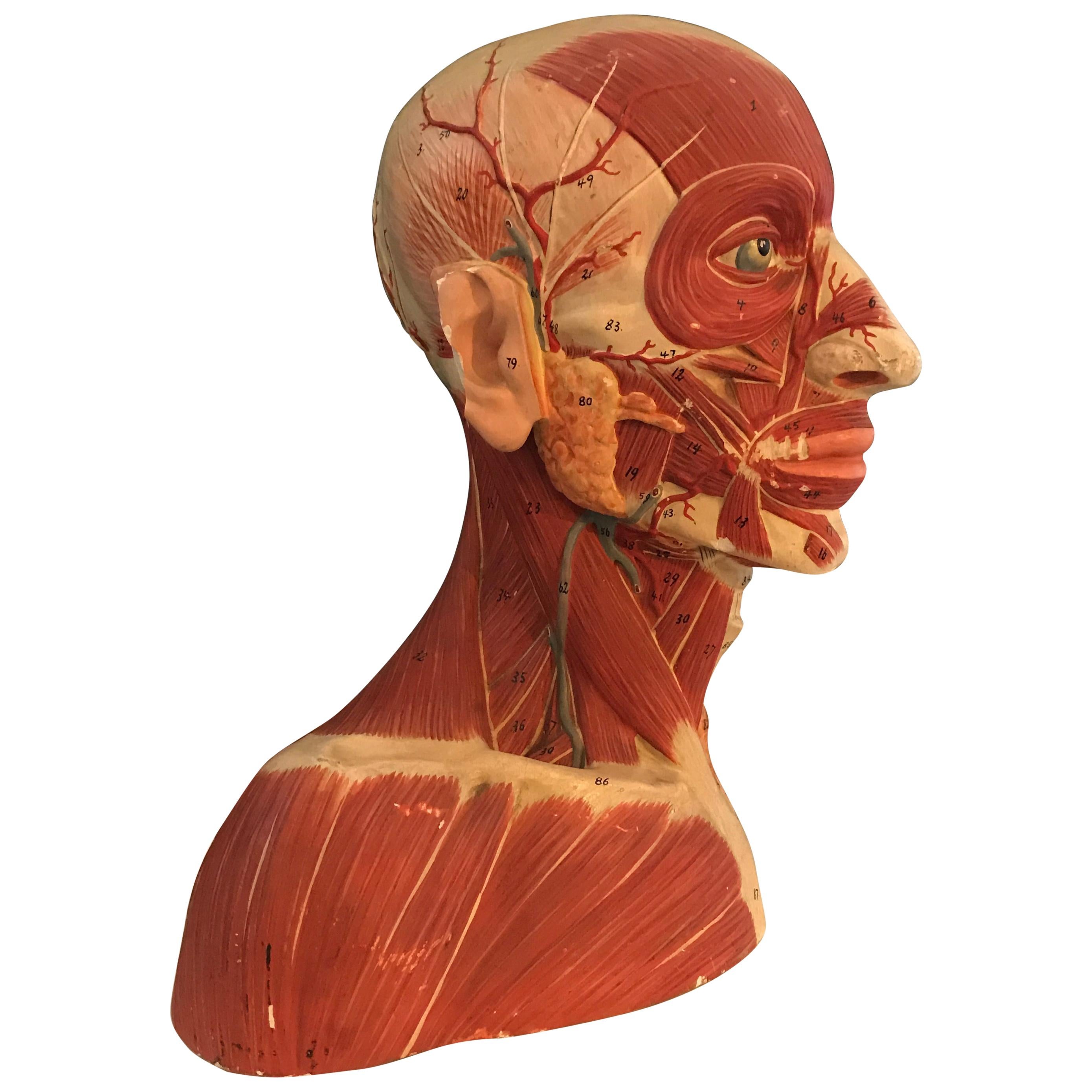German Anatomical Muscular Bust Model For Sale