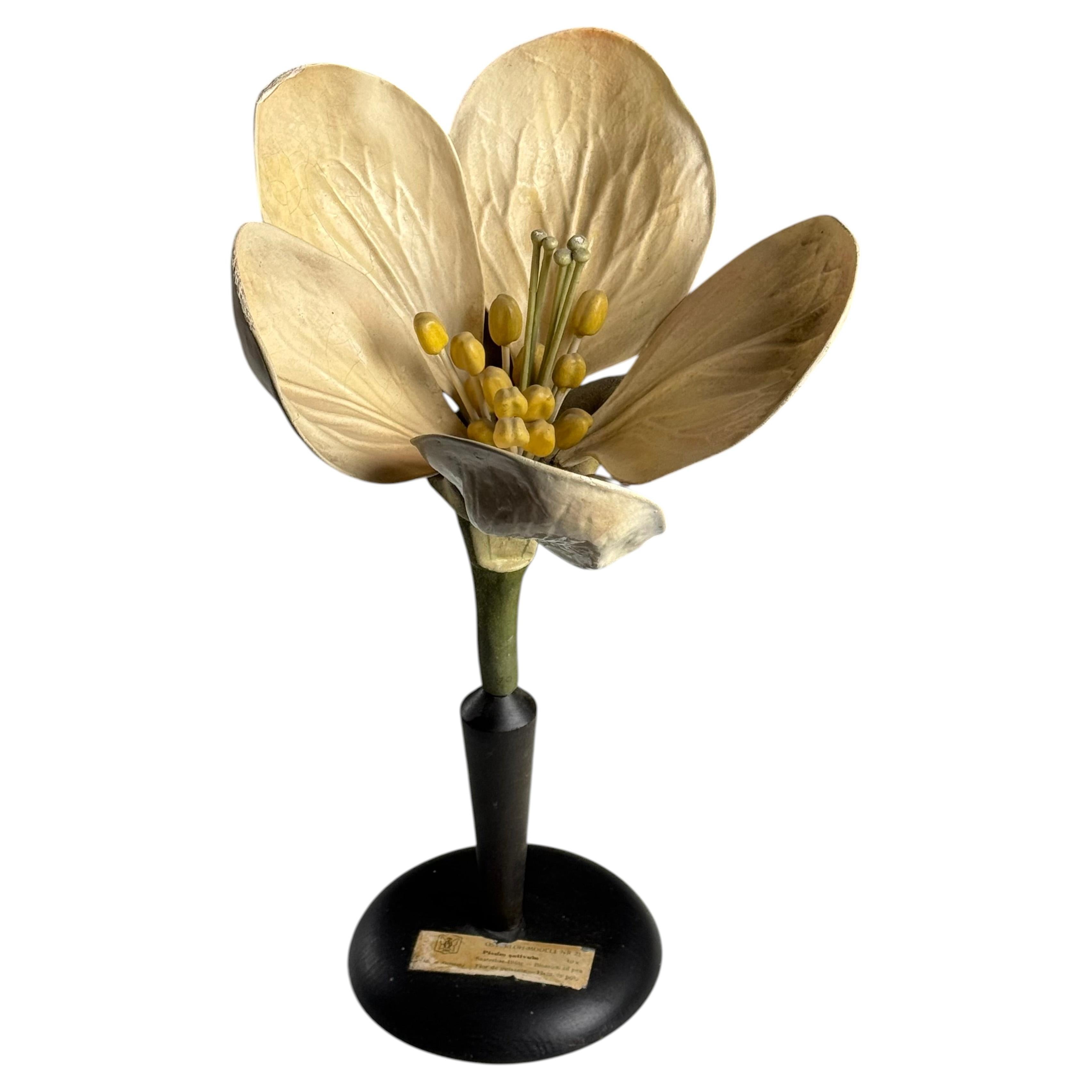 German botanical flower model, c. 1900