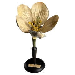 German botanical flower model, c. 1900