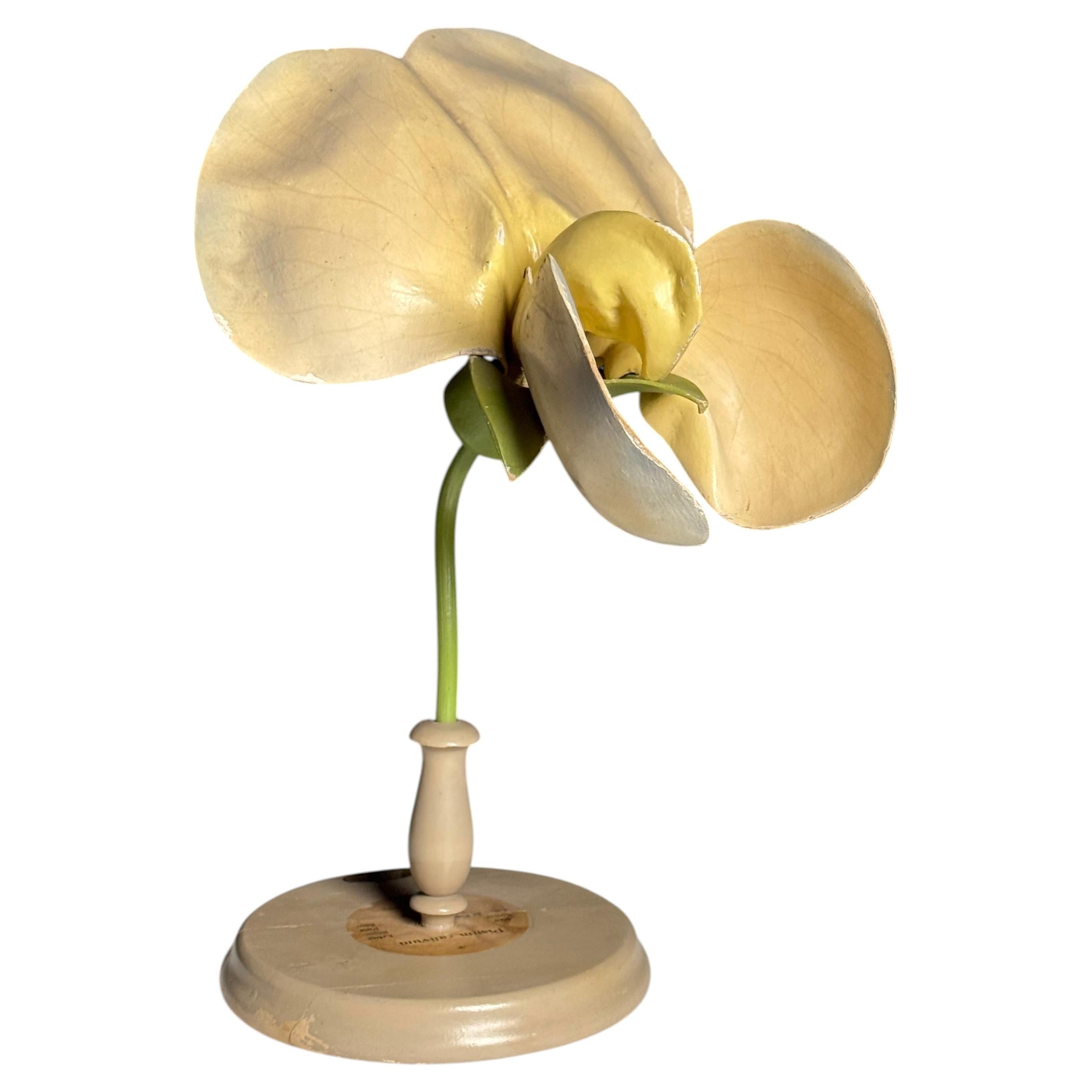 German botanical flower model, c. 1900 For Sale